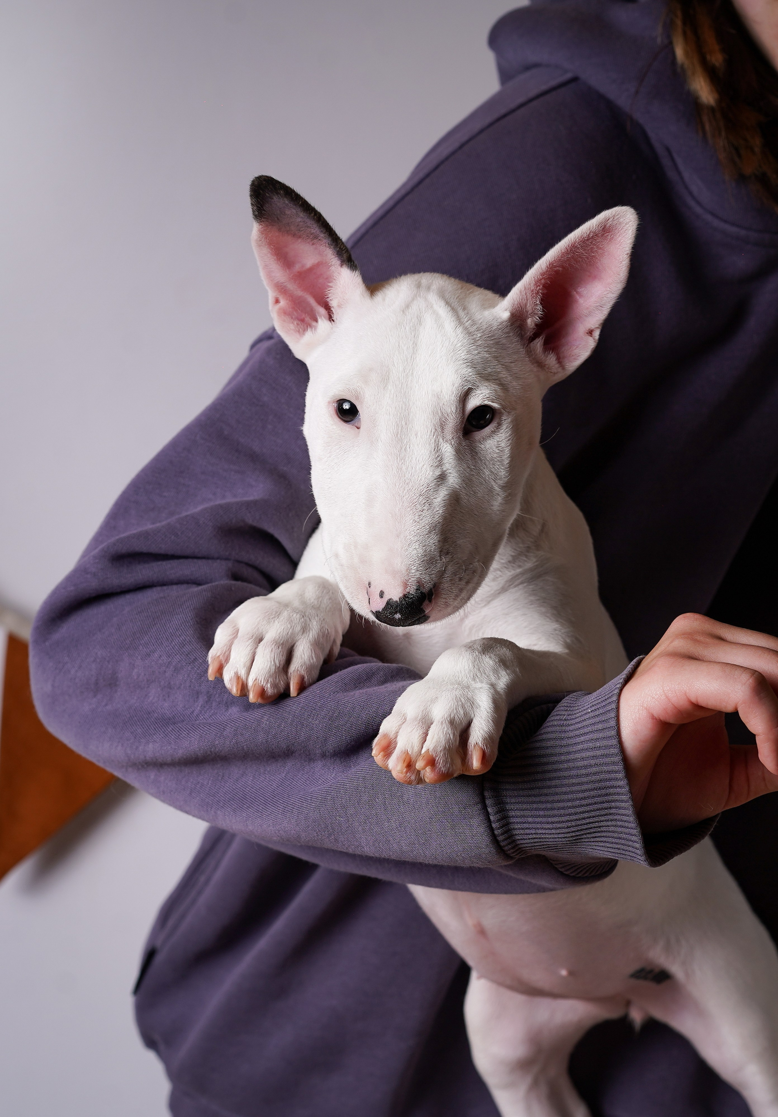 Щенки минибультерьера. Фотограф-анималист в Санкт-Петербурге Яна Мартынова