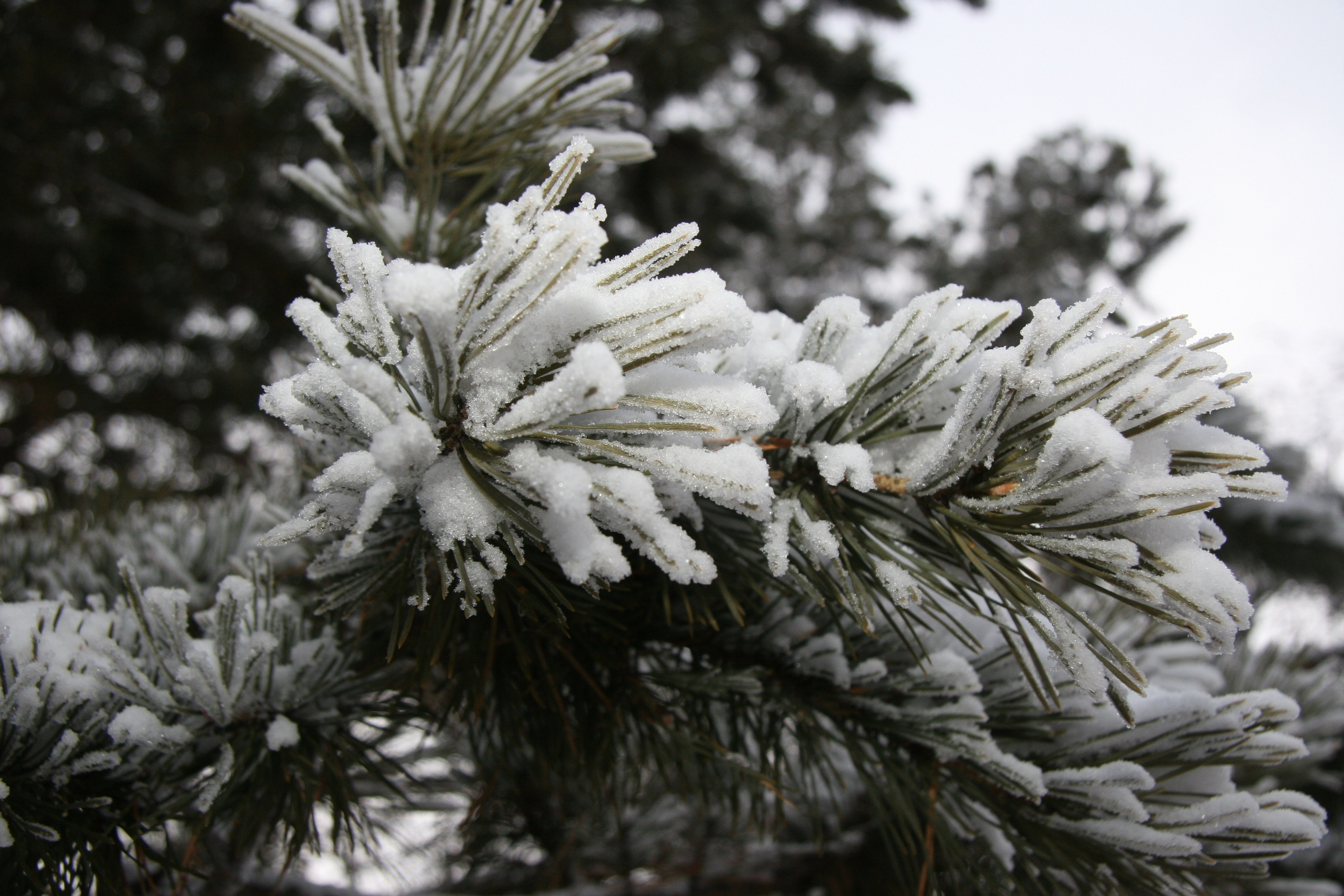 Фото Природы Забайкалья. Студия Максима Белослюдцева