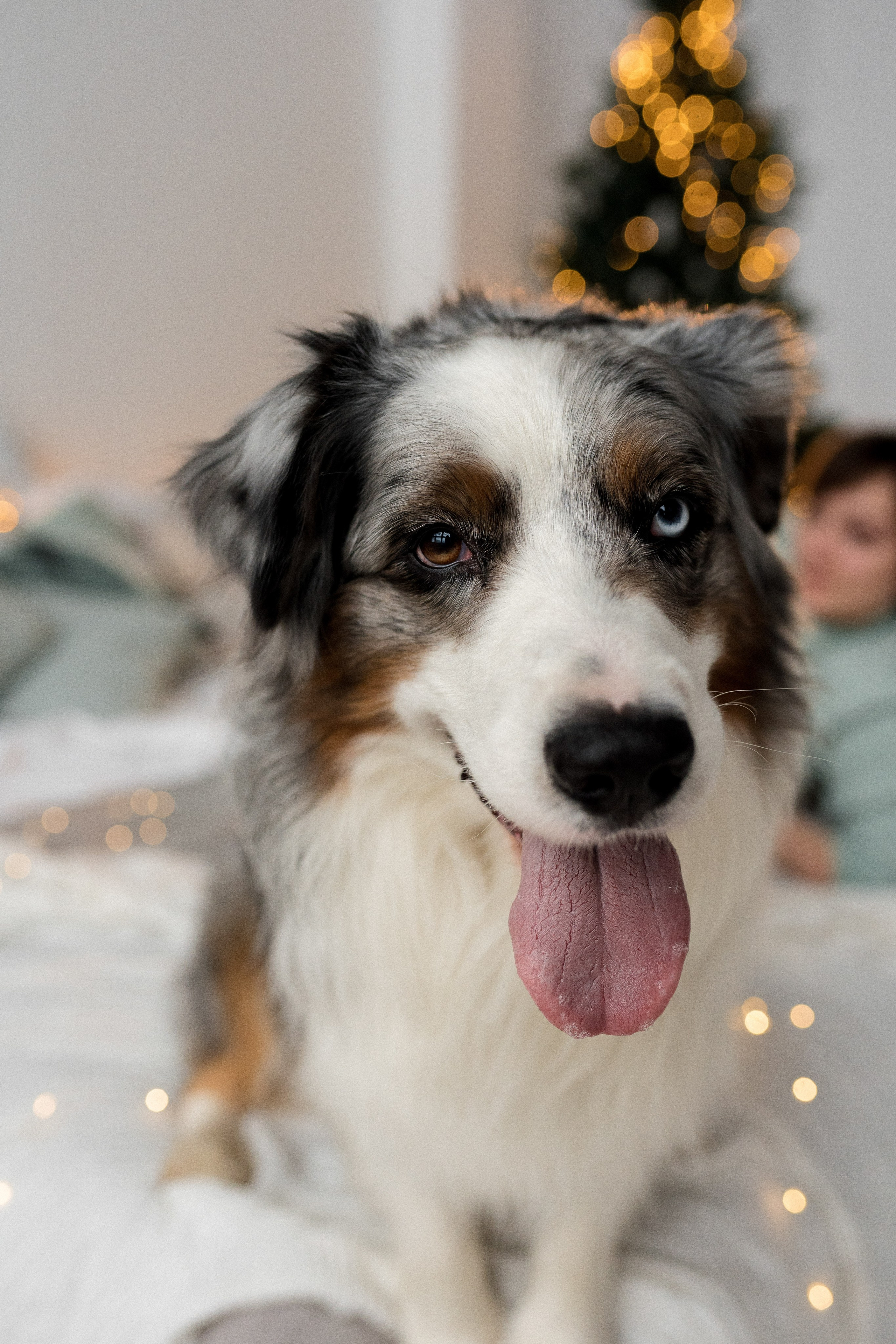 Новогоднее студия. Свадебный фотограф в Москве Анна Полушина