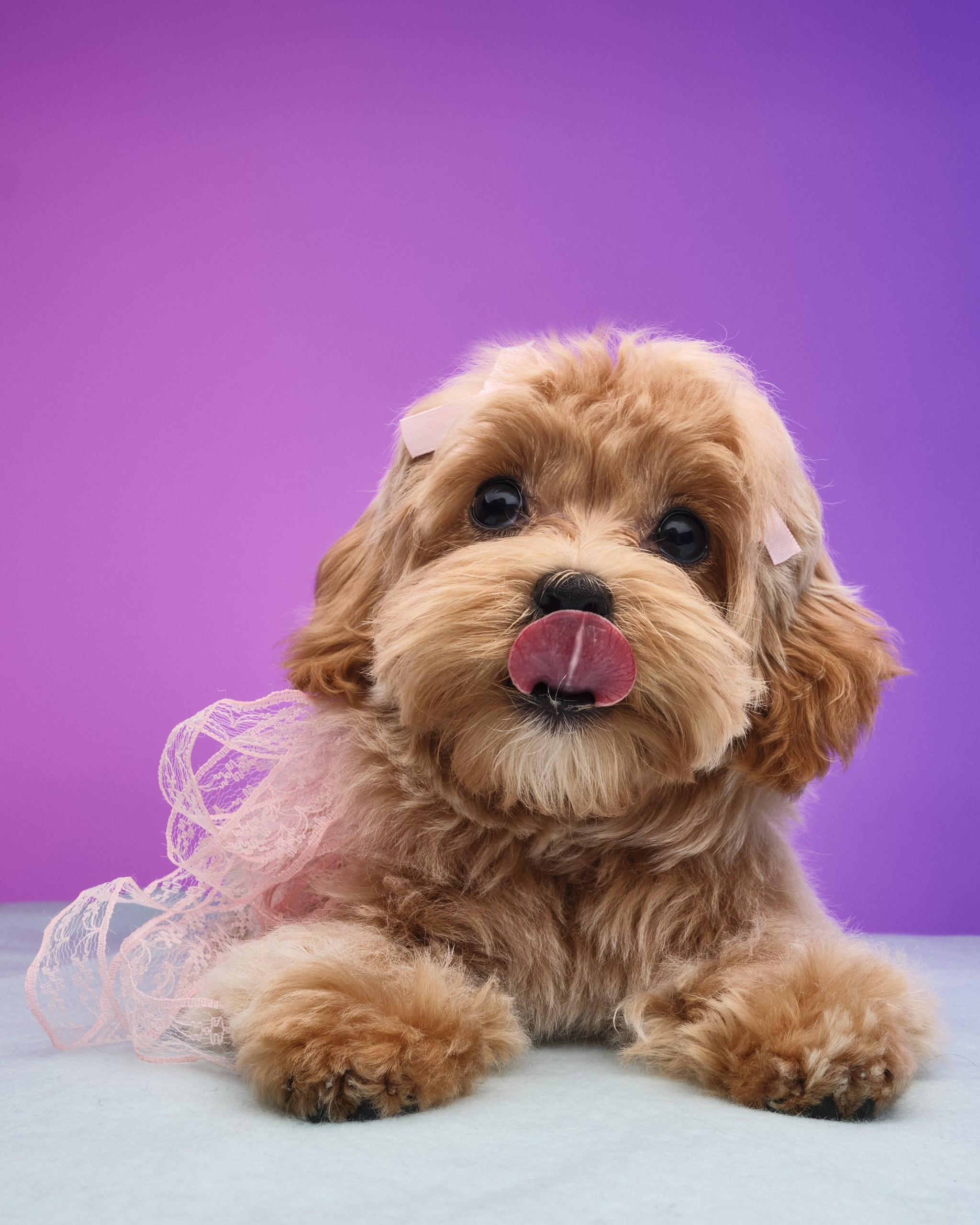 Фото с животными альбом. Фотограф в Москве — Галунина Кристина