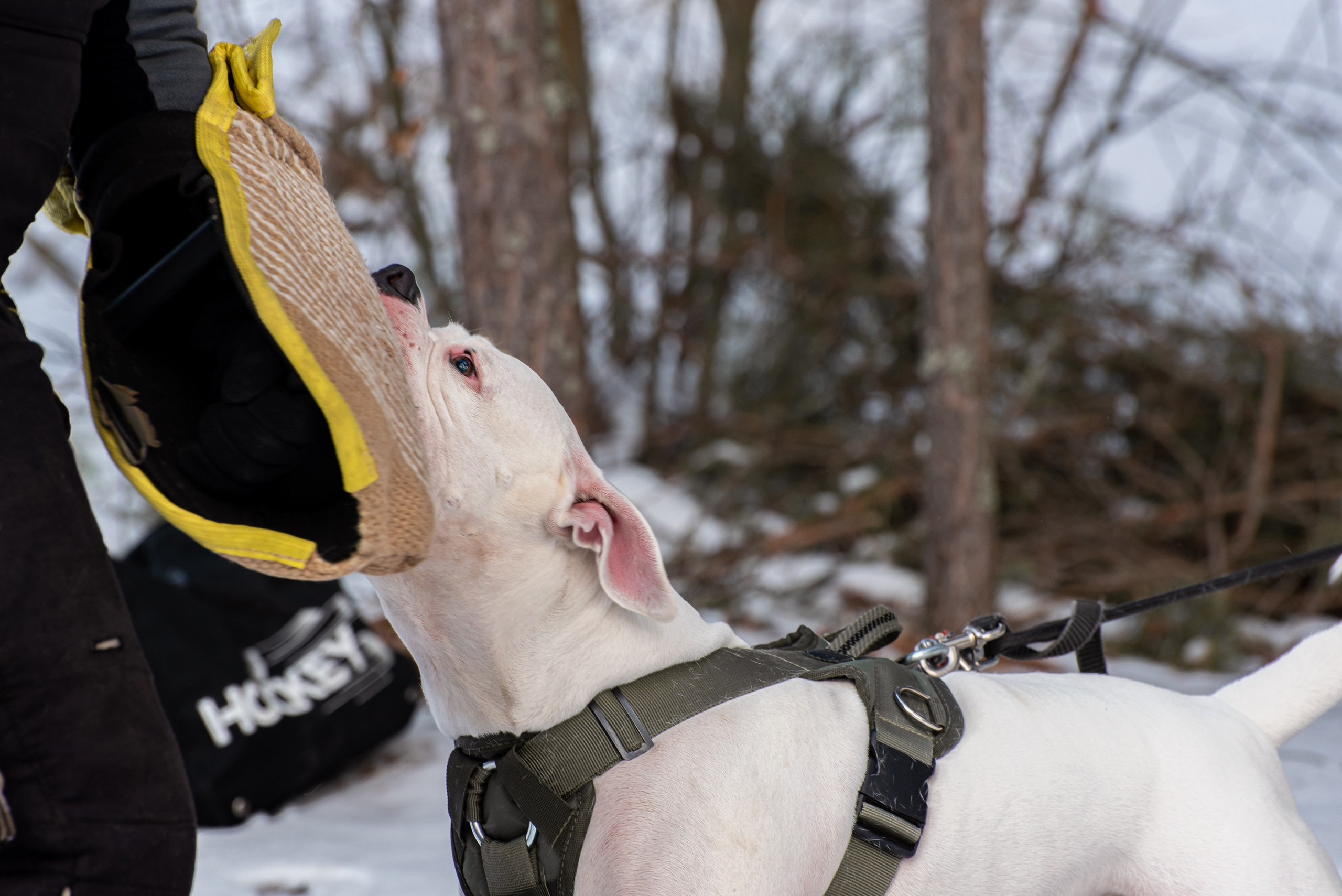 Фотосъёмка с собаками в Кинологическом лагере. Фотограф Макс Огурцов в Нижнем Новгороде