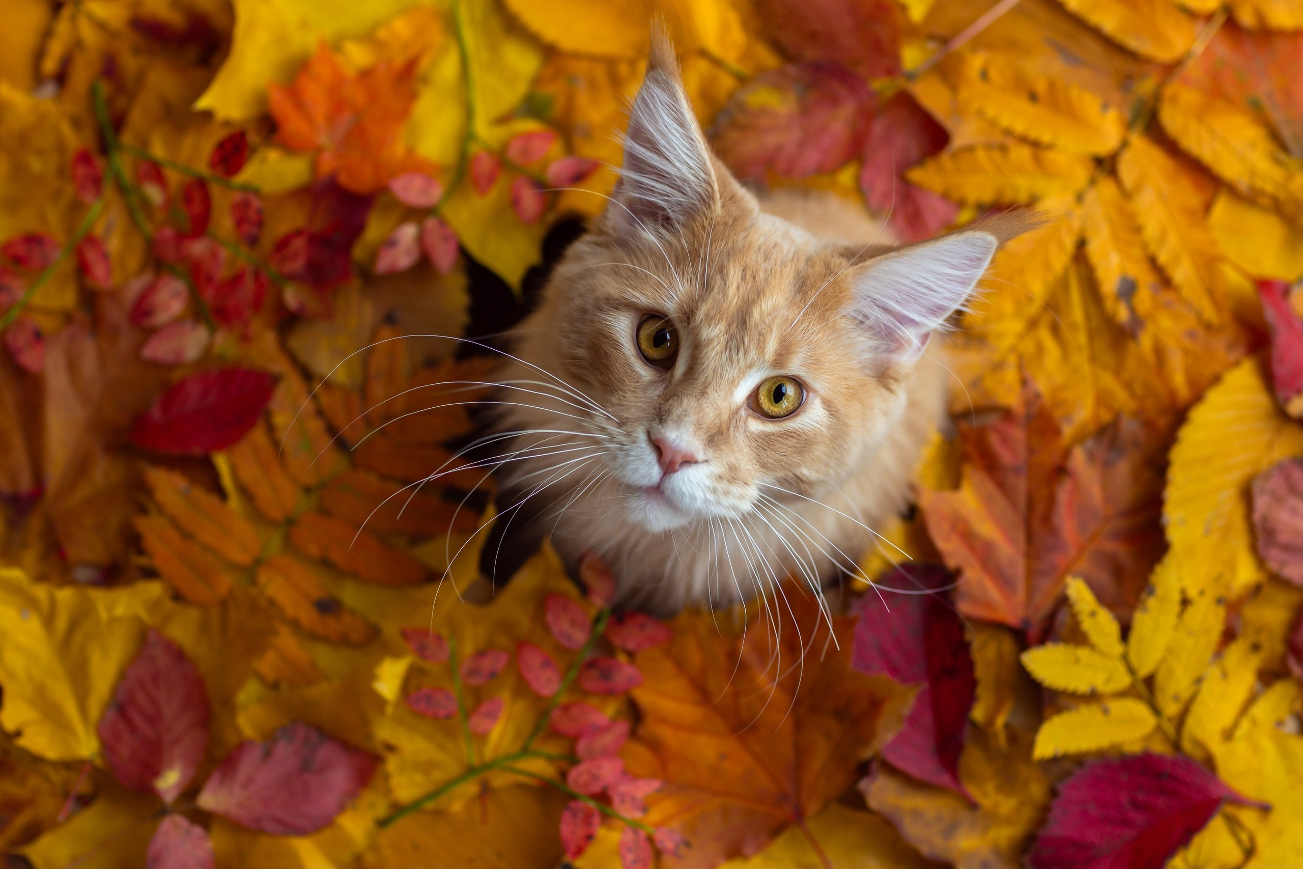 Четвероногие друзья. Репортажный, семейный, школьный фотограф в Иванове Инна Крылова