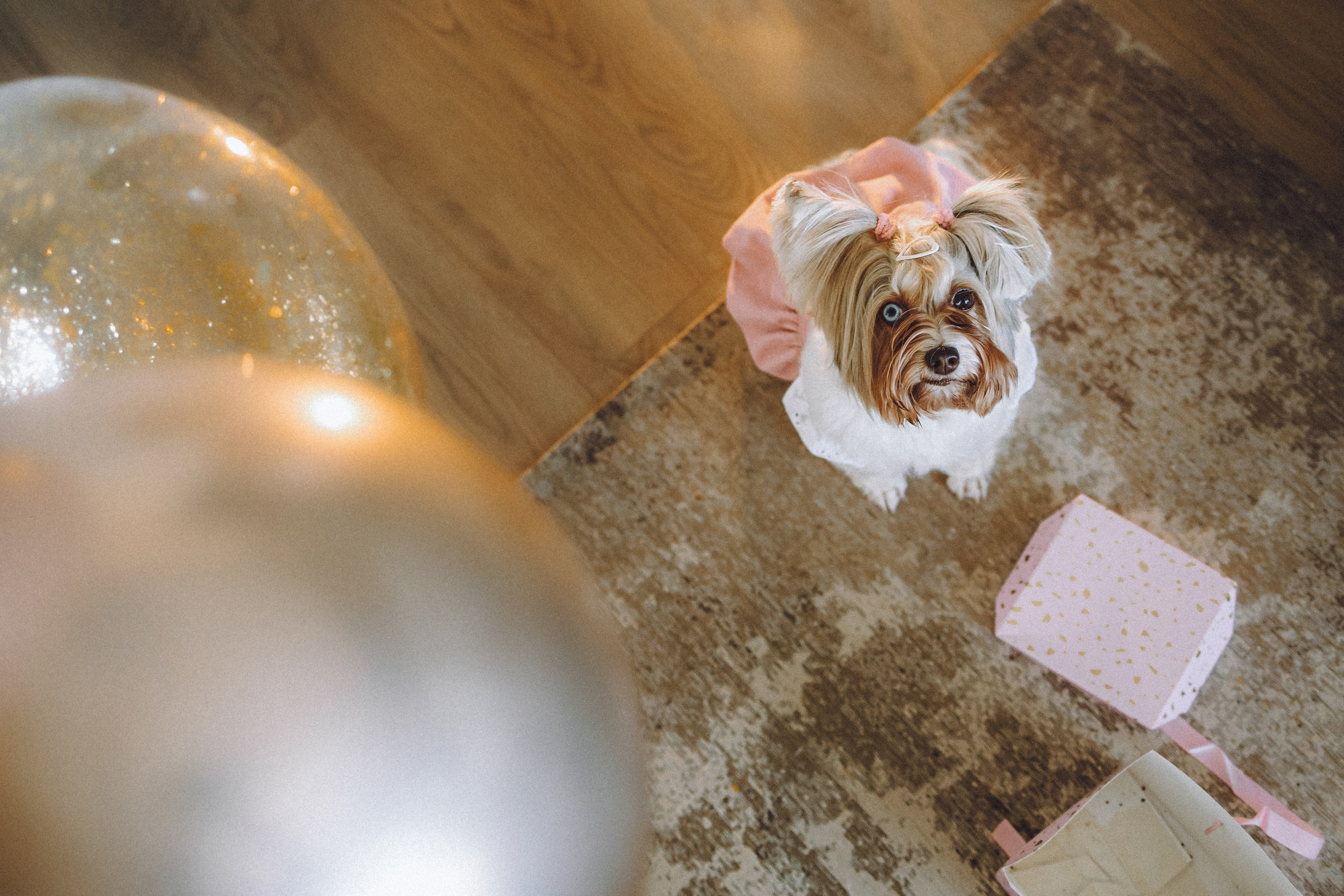 День Рождения Шу