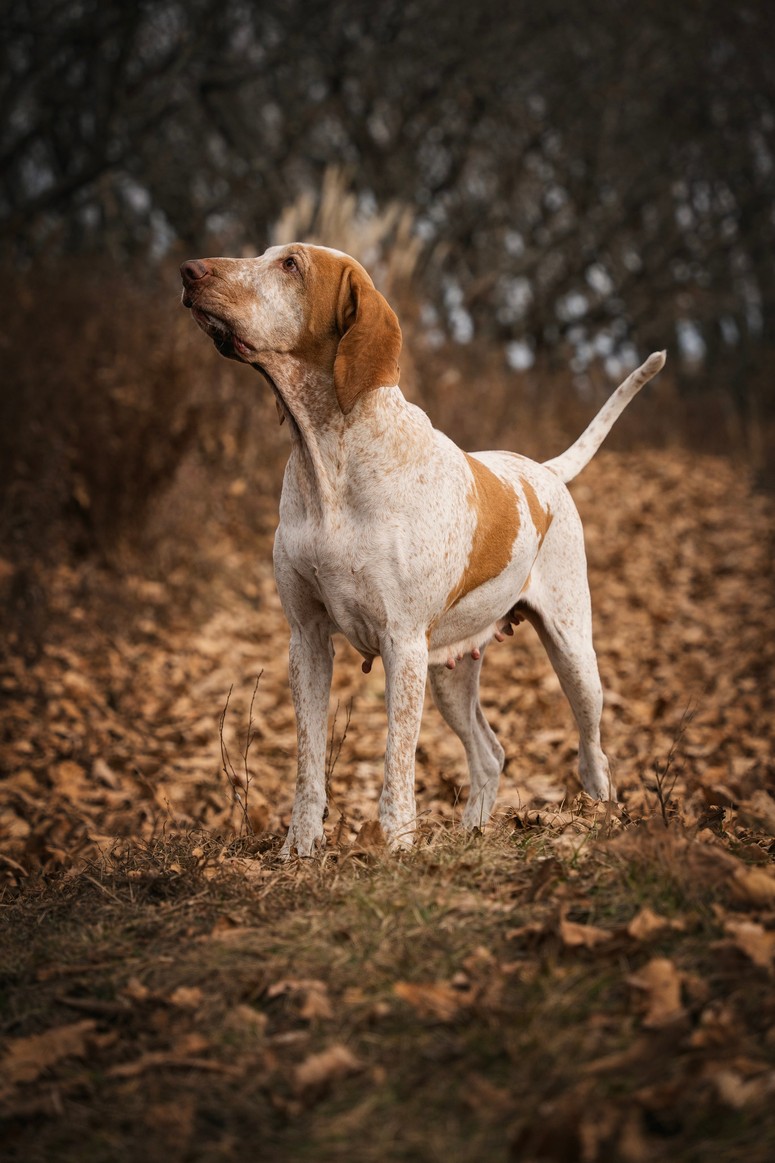 Итальянский бракк Стеша и Любомир. Семейный фотограф анималист г. Находка
