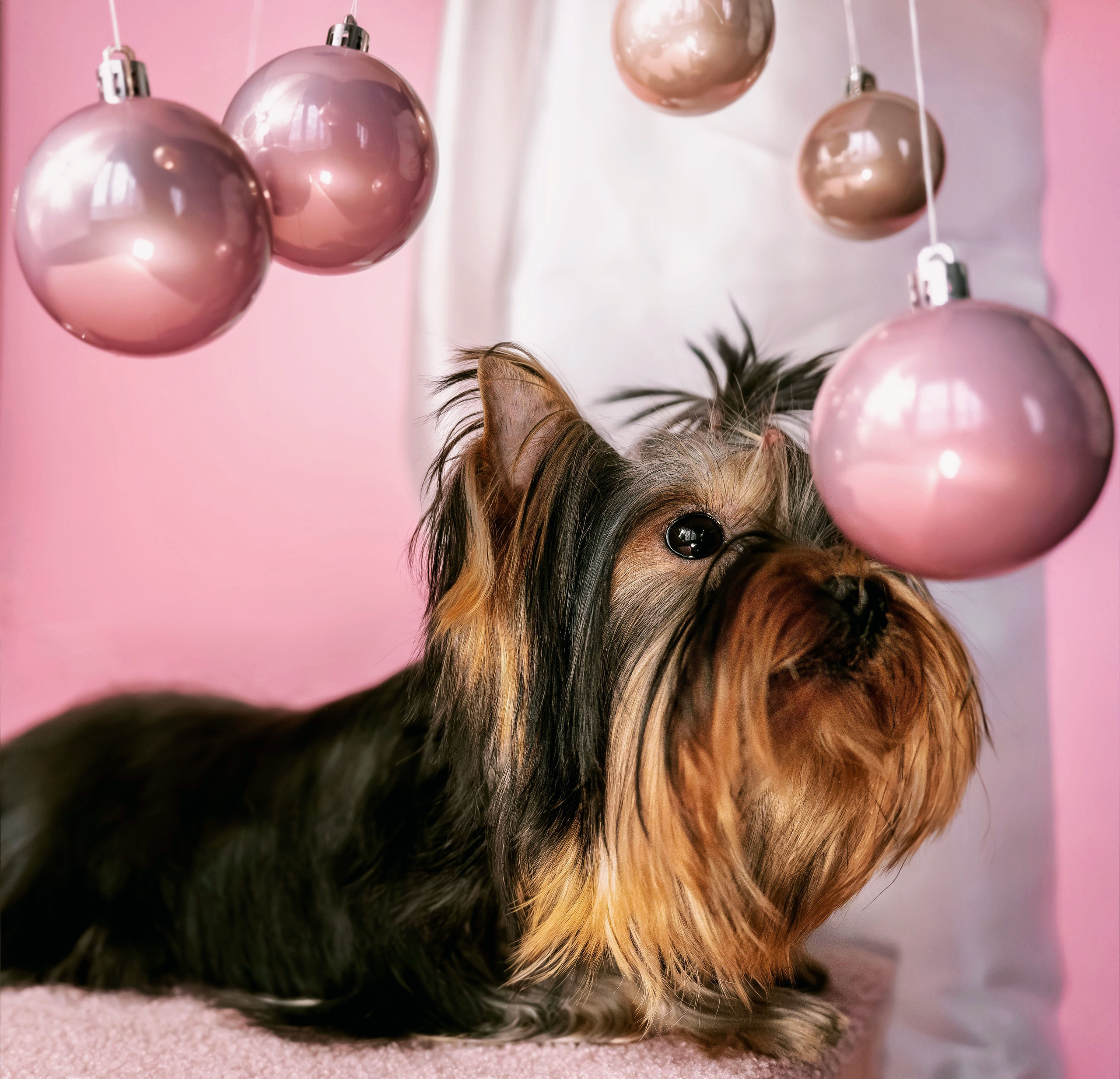 Малышка йорк Никуша. Семейный фотограф анималист г. Находка