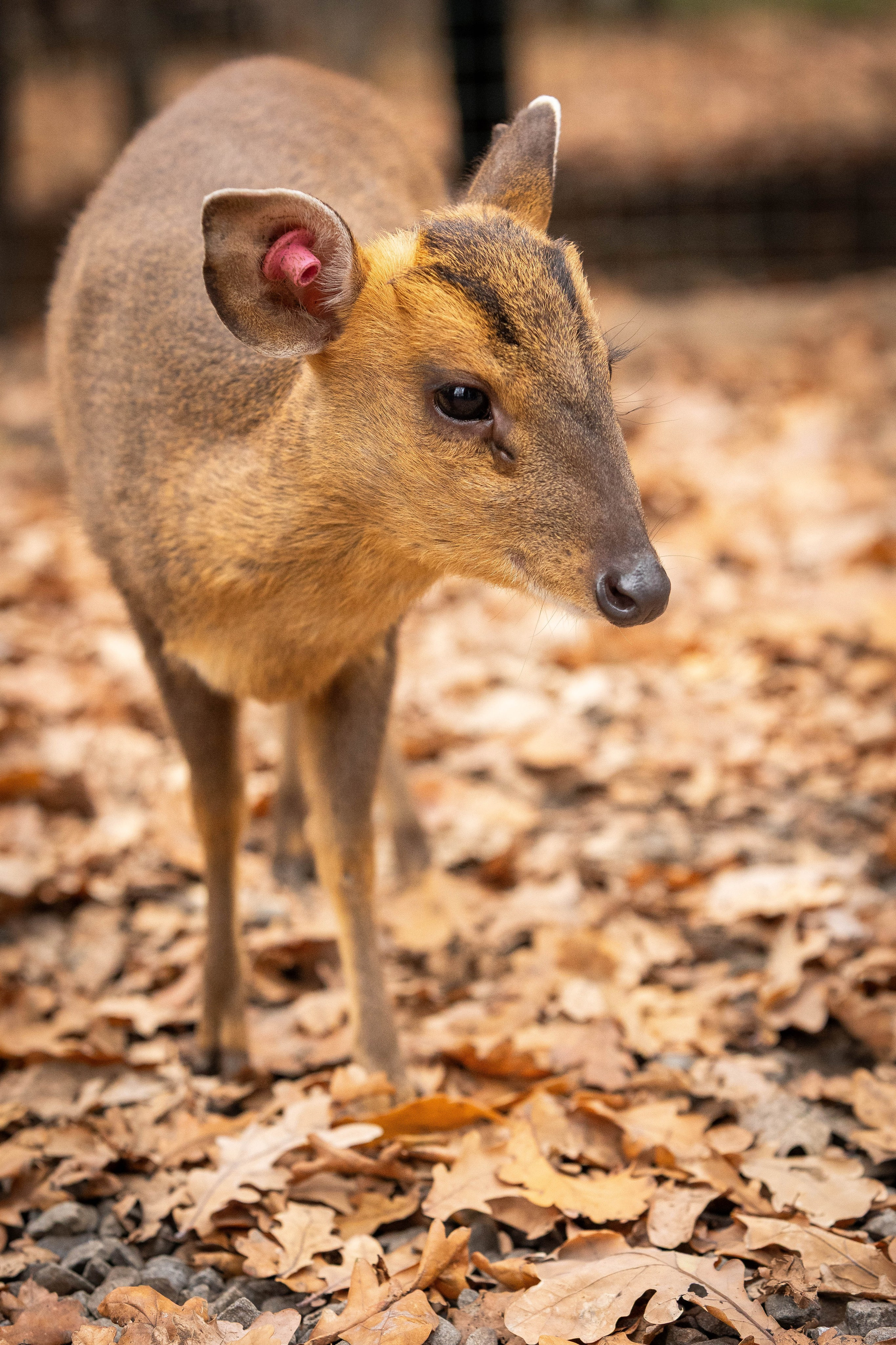 Зоопарк Малинки. Фотограф-АниМалист Анна Абрамова