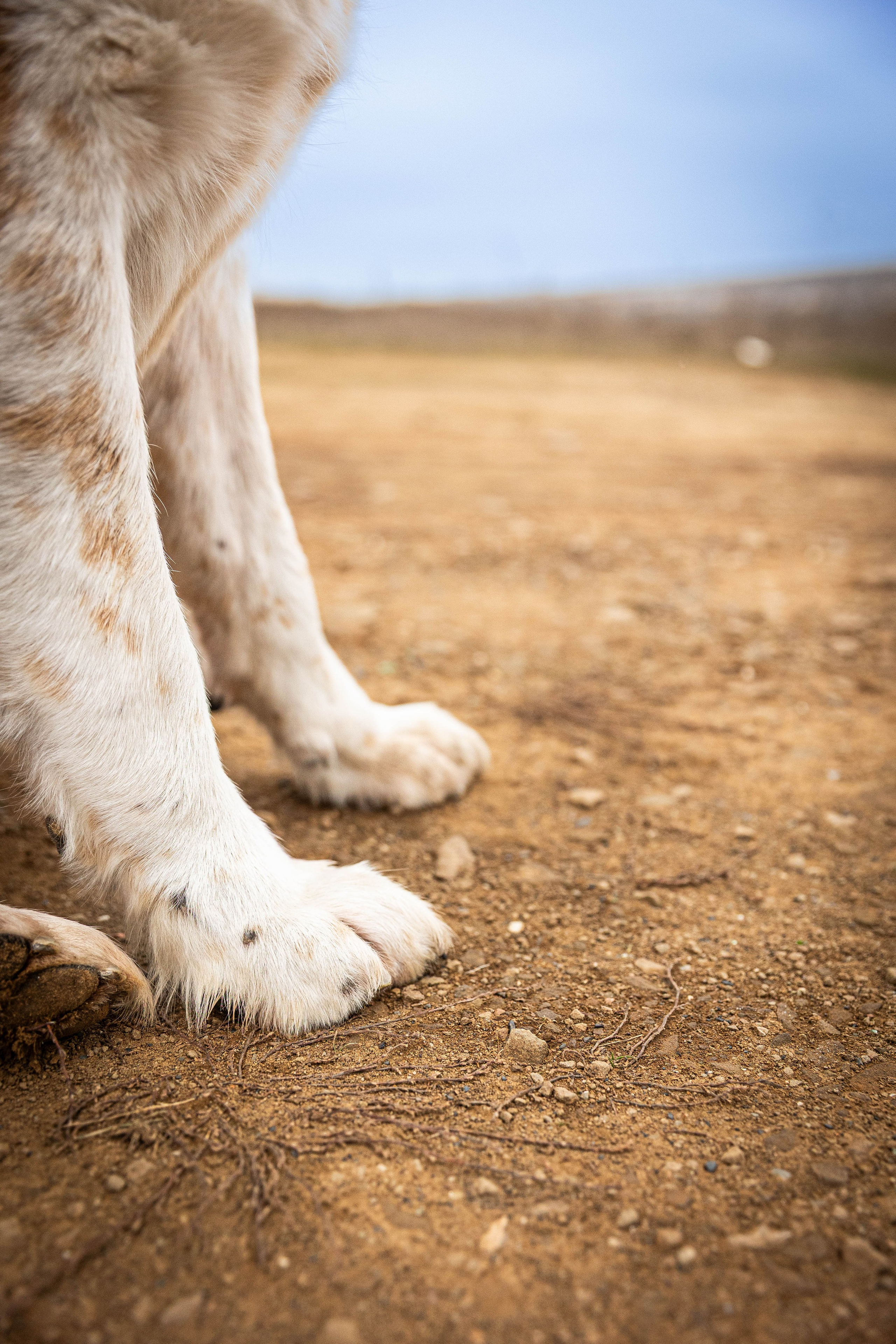 Пальма. Фотограф-АниМалист Анна Абрамова