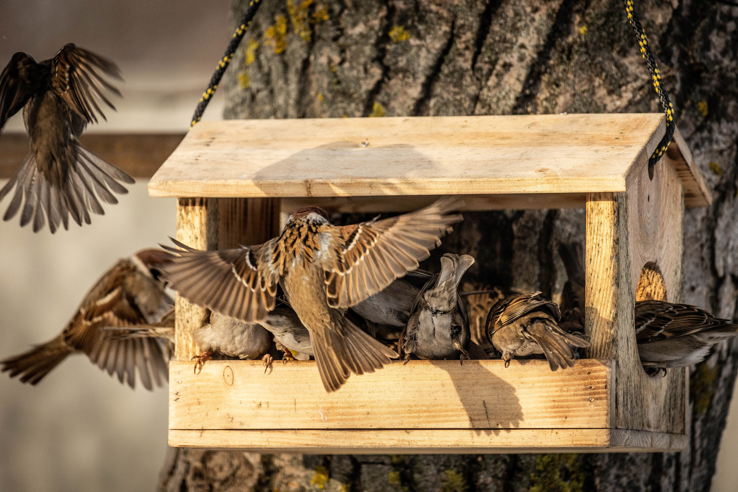 Дикий животный мир. Фотограф-АниМалист Анна Абрамова