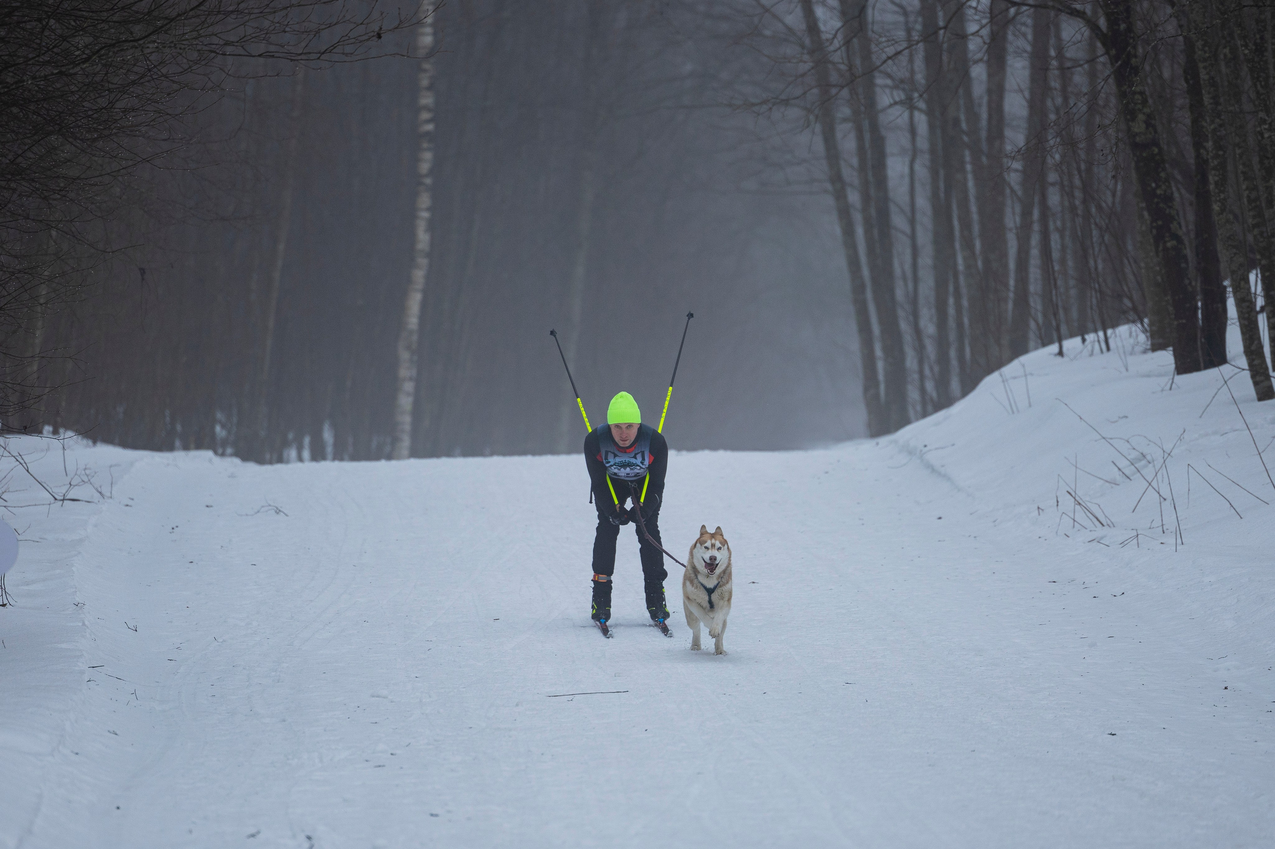Зимний Чемпионат Санкт-Петербурга по ездовому спорту. Фотограф-анималист Анна Маринич