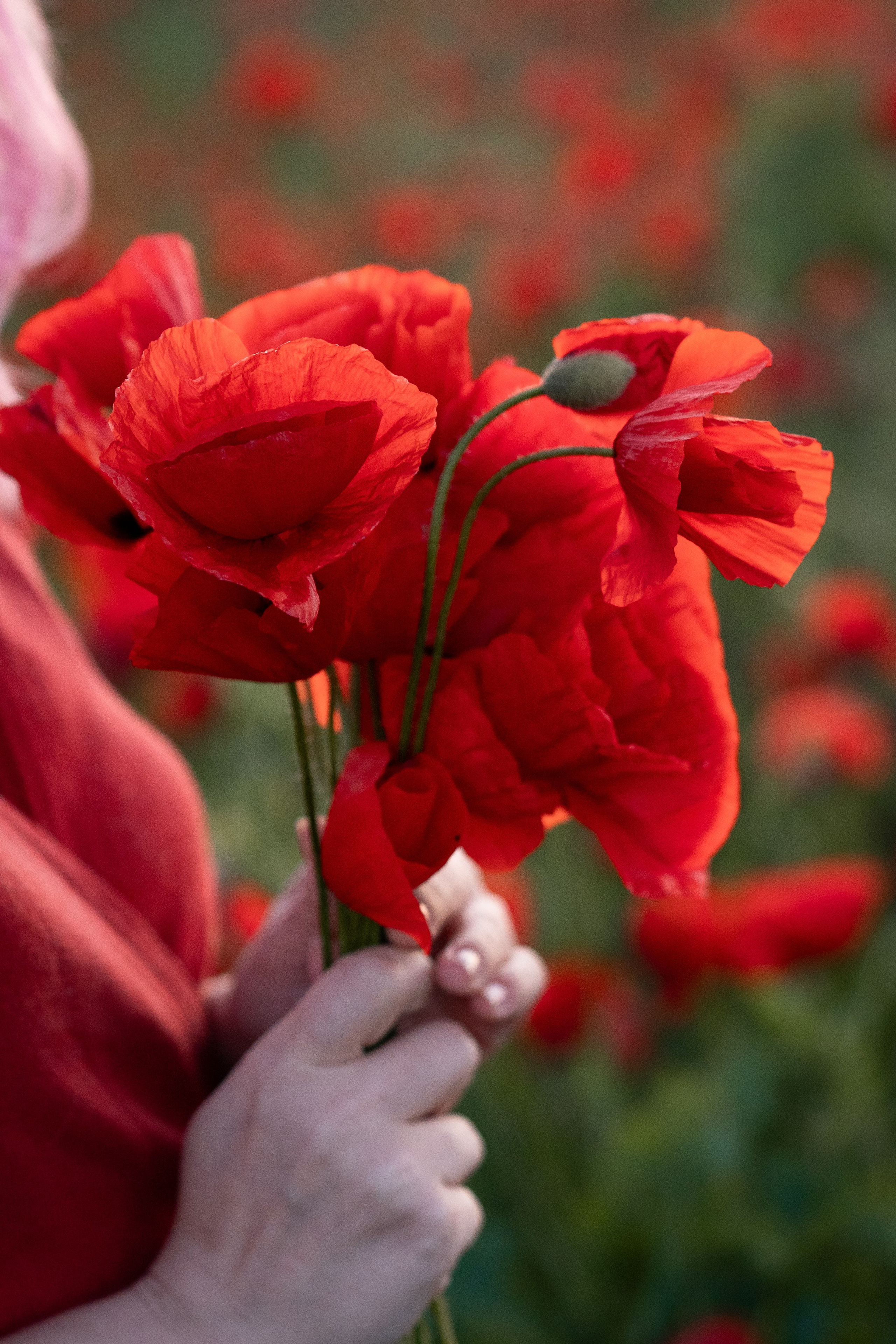 Маковое поле. Фотограф анималист