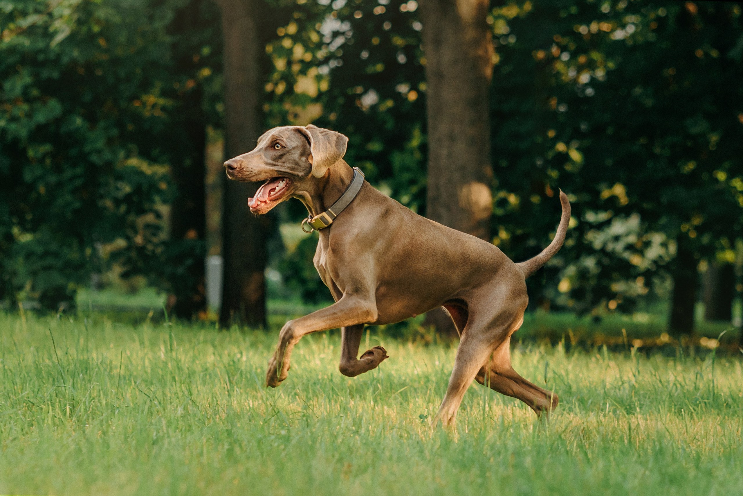 Соня и Майли. Фотограф-анималист Елена Радченко, Москва
