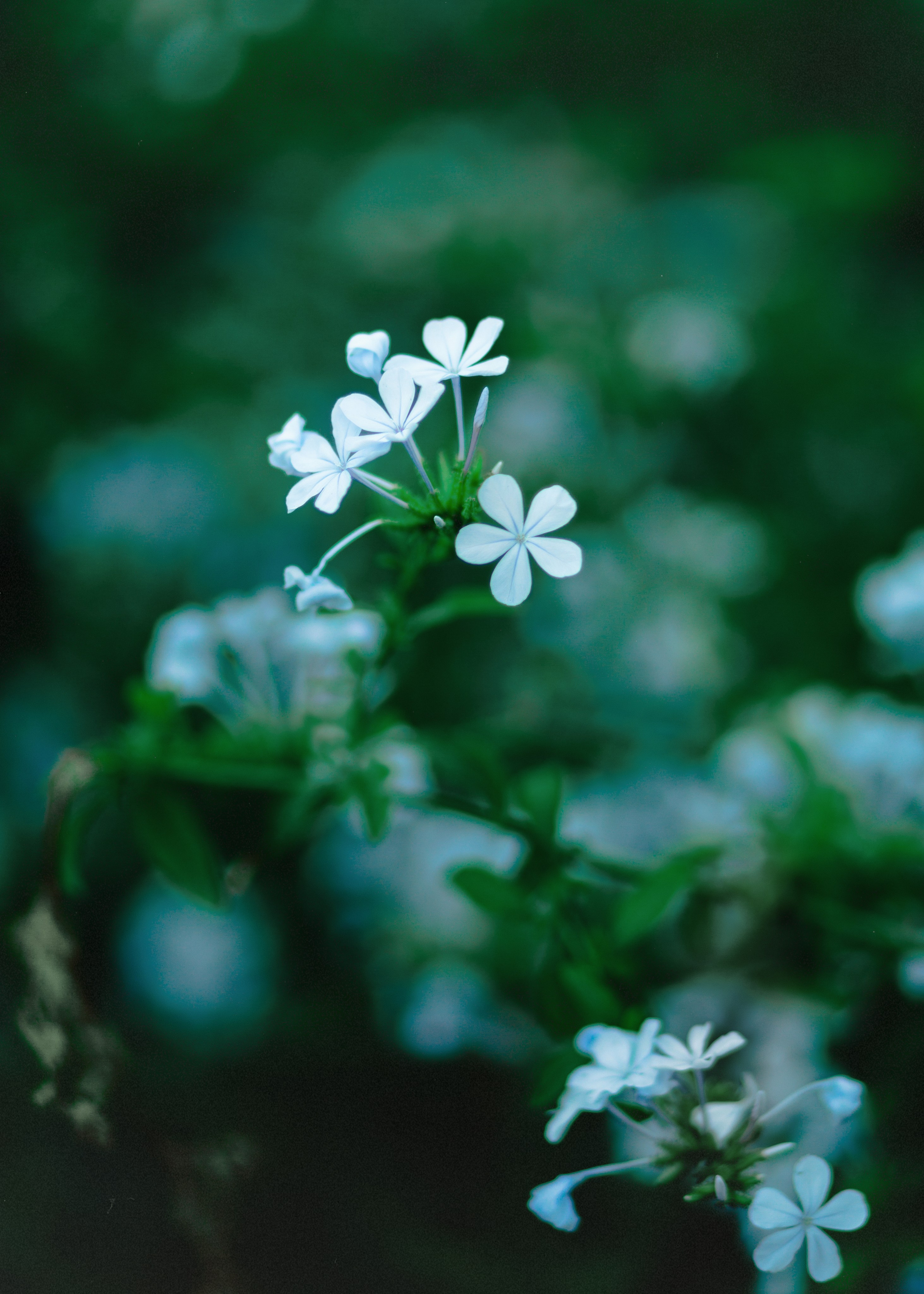 Elegant Dasha. Barbara Isaeva