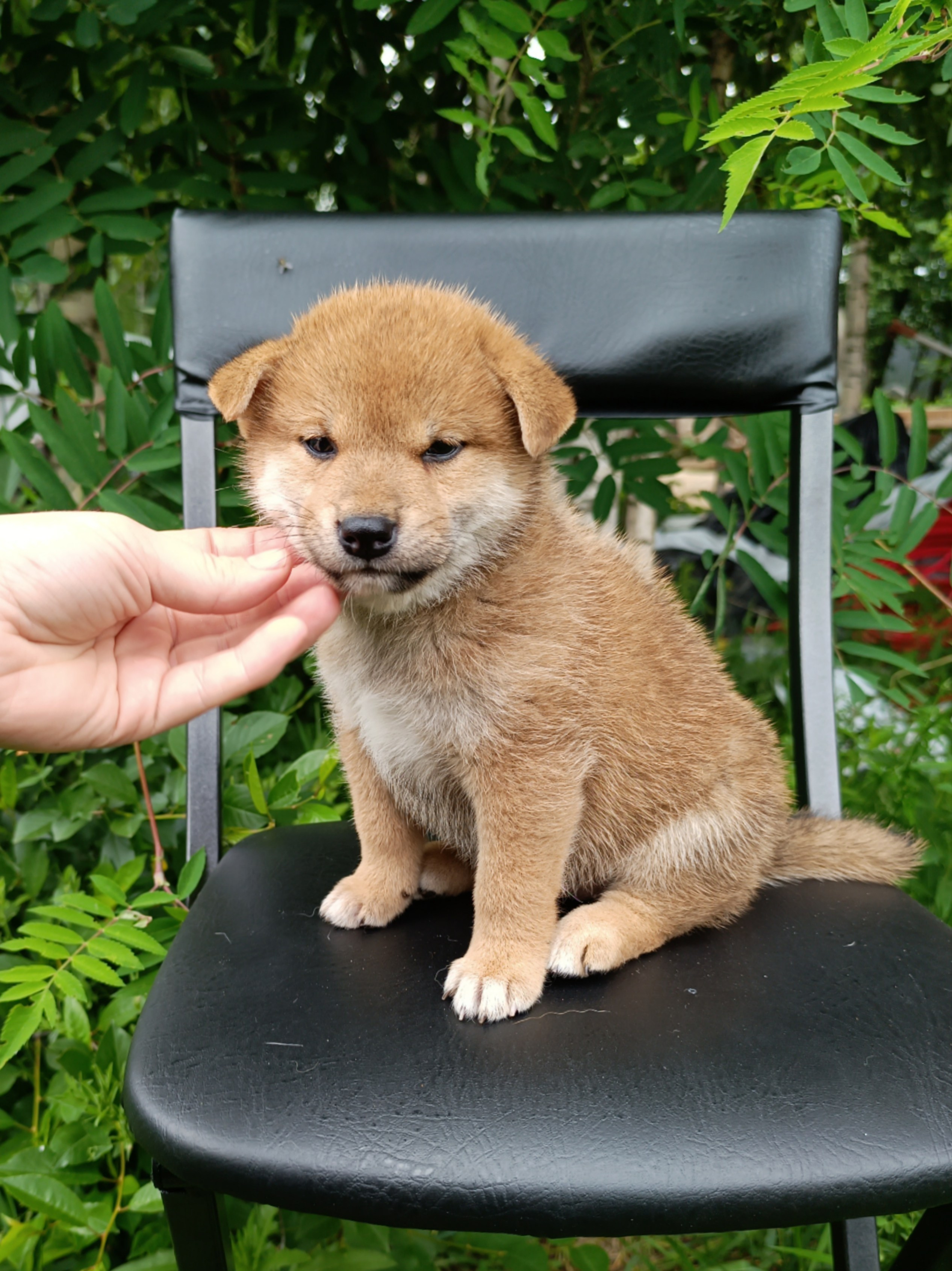 сиба питомник Рубилайт щенки на продажу rubylight  сиба щенки купить СПб Санкт-Петербург