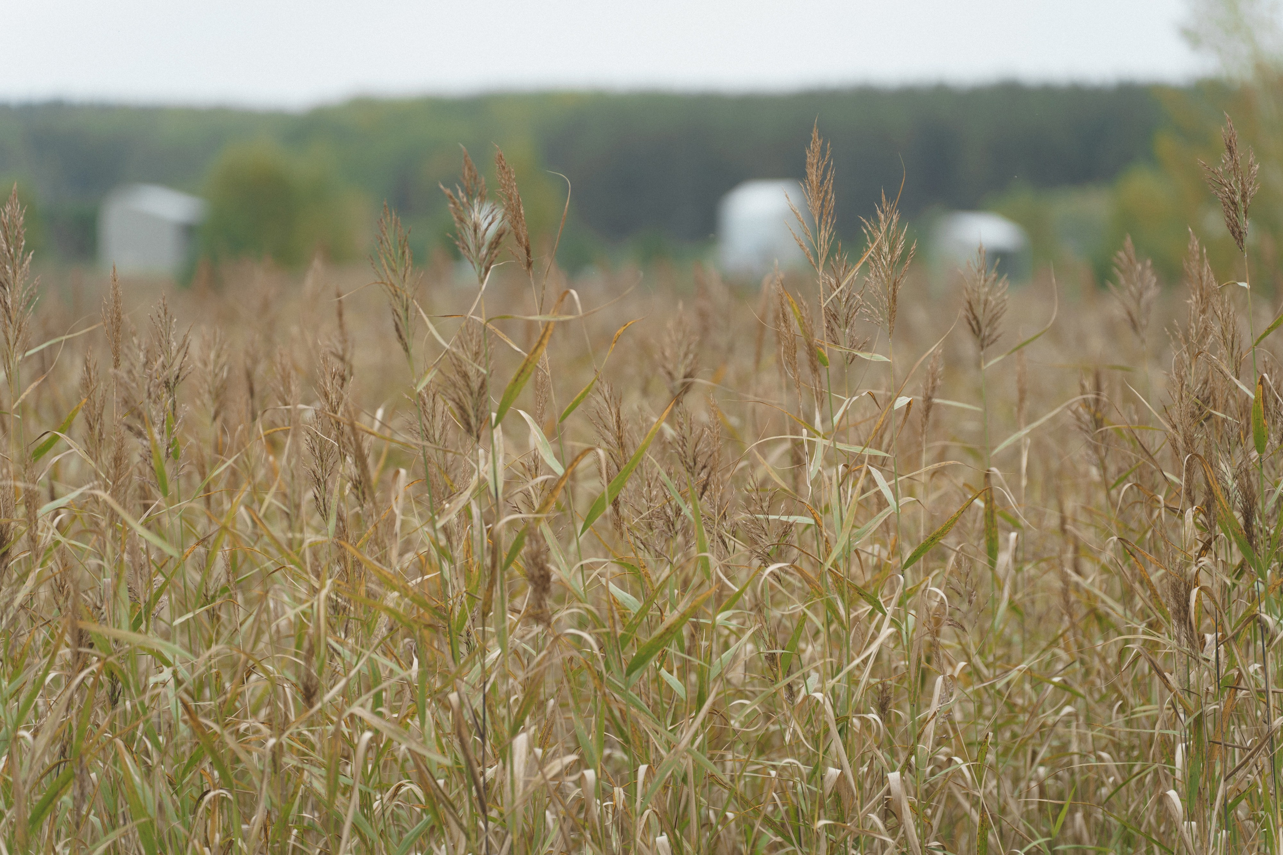 Ксения и Дмитрий. Свадебный и семейный фотограф Кокушева Юлия Нижний Новгород