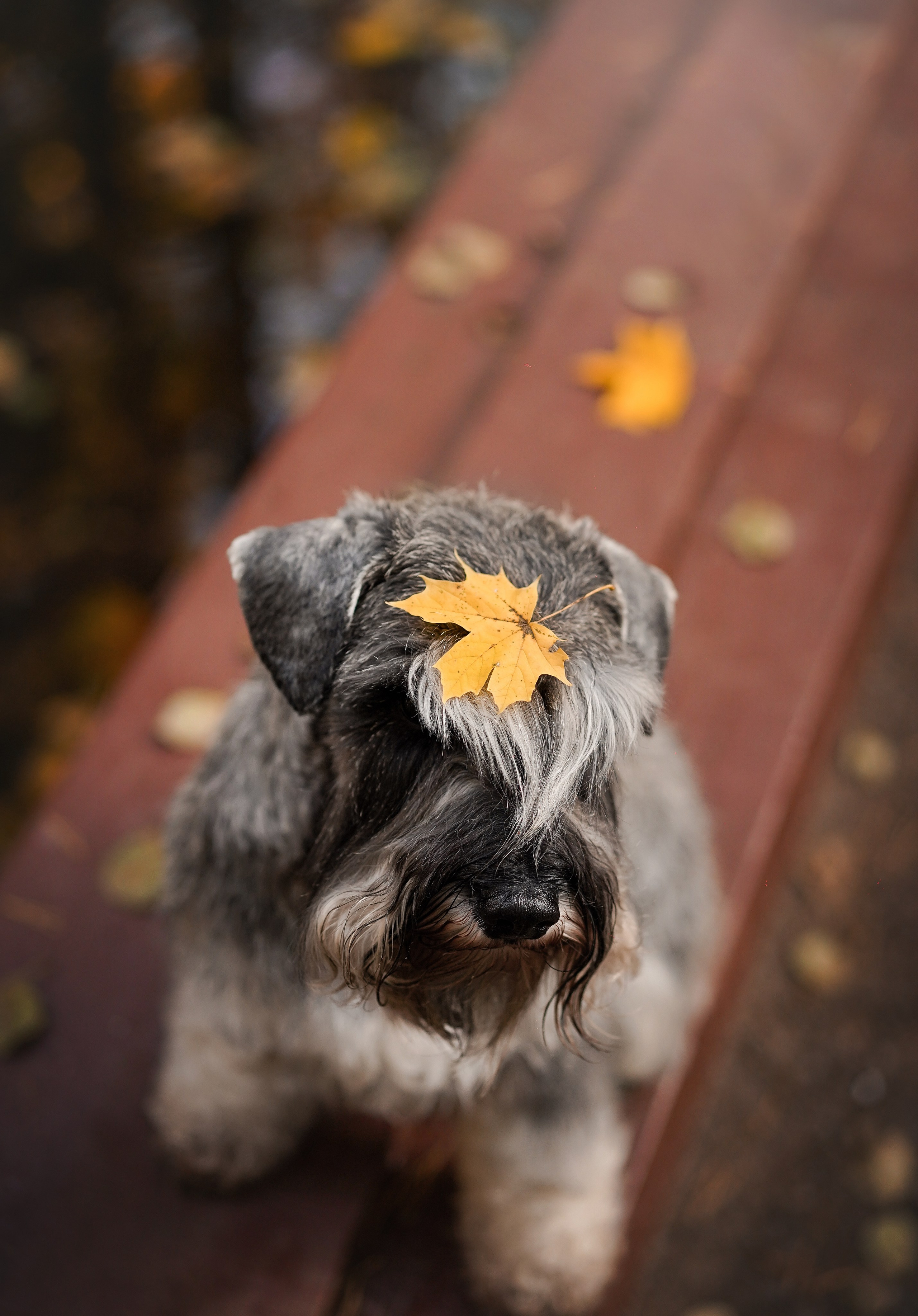 Даша Никита и Бенчи. Фотограф-анималист в Санкт-Петербурге Яна Мартынова