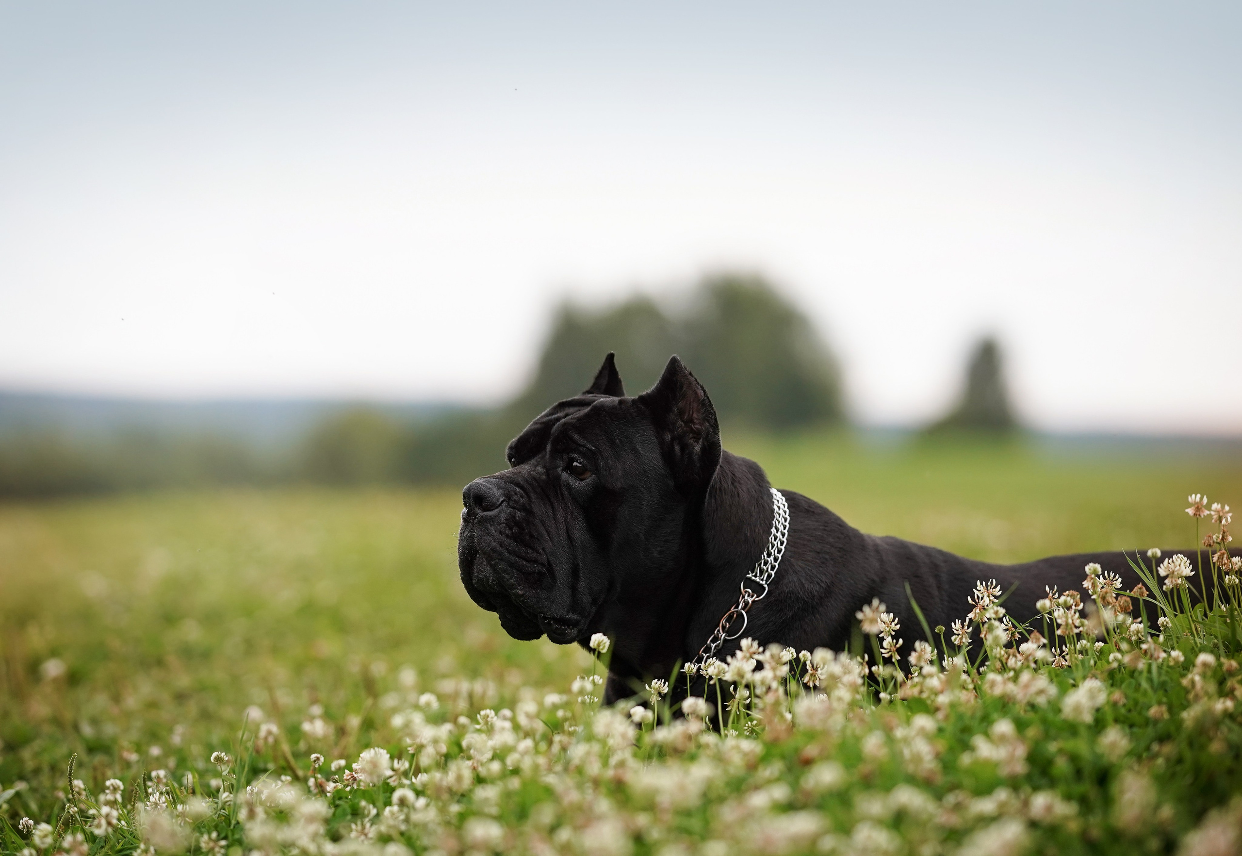 Юлия Костя и Виннер. Фотограф-анималист в Санкт-Петербурге Яна Мартынова