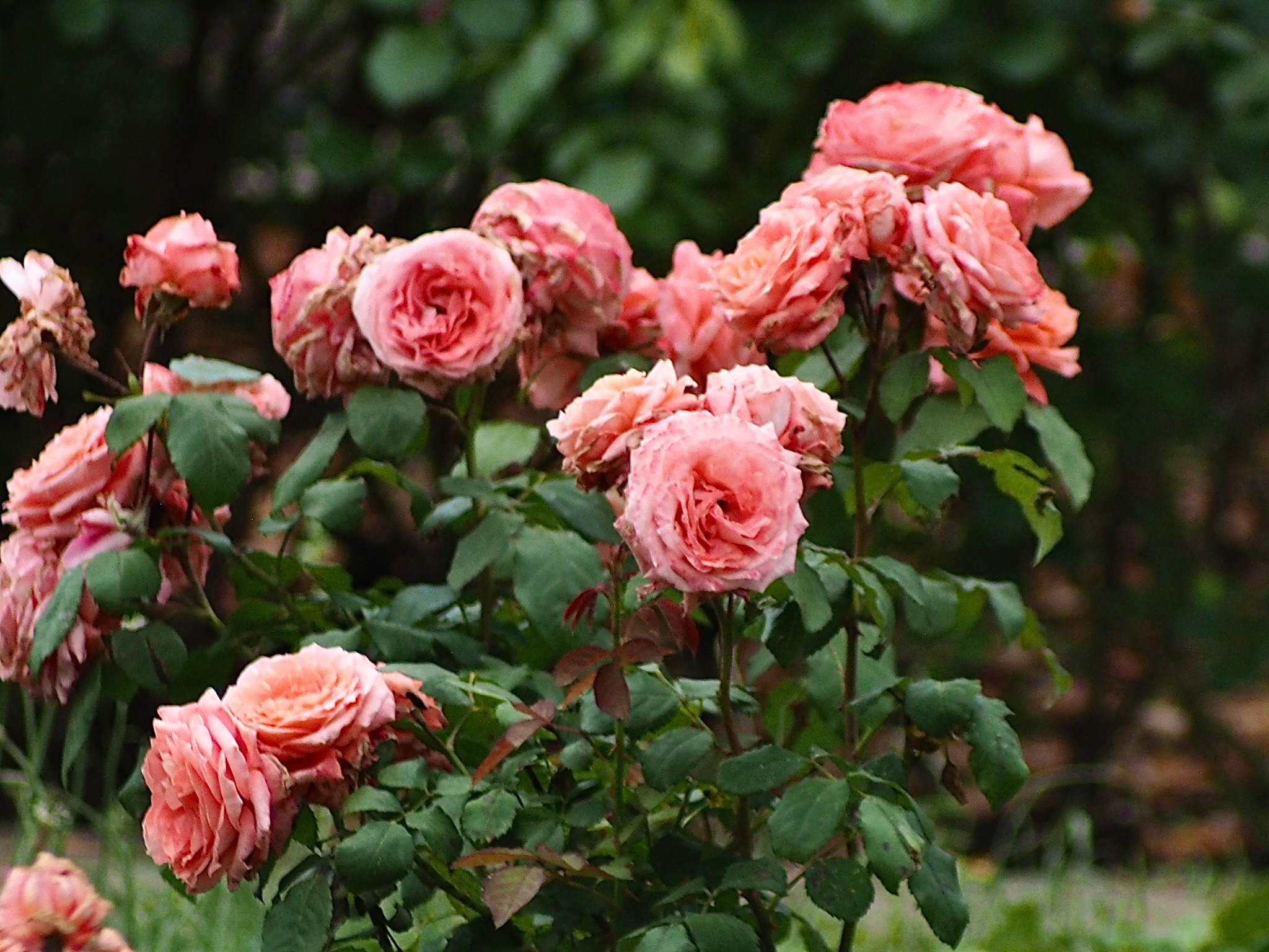 Флора и фауна. Смотри, красота!