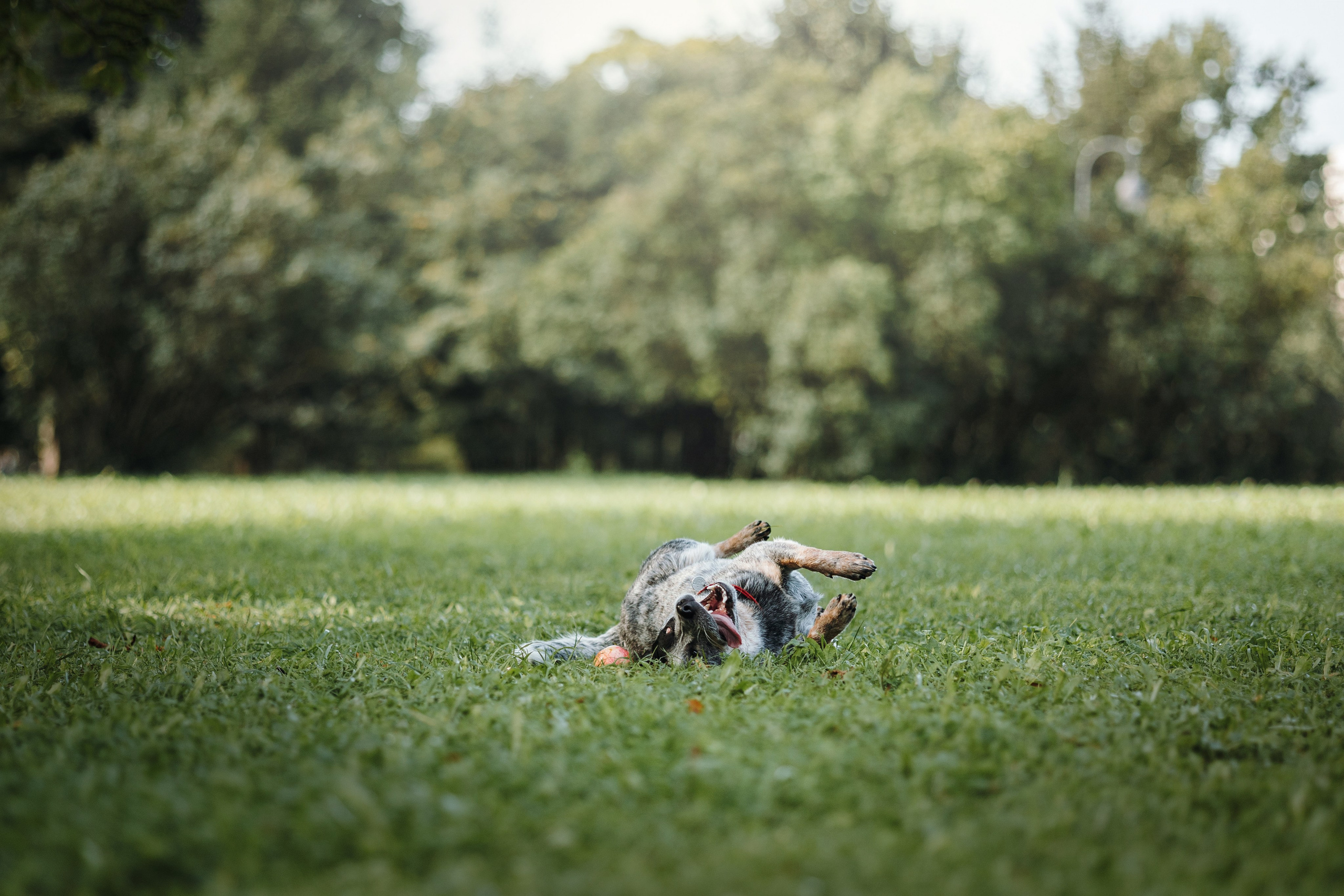 Кода и ее семья. Фотограф — Анималист | Санкт-Петербург