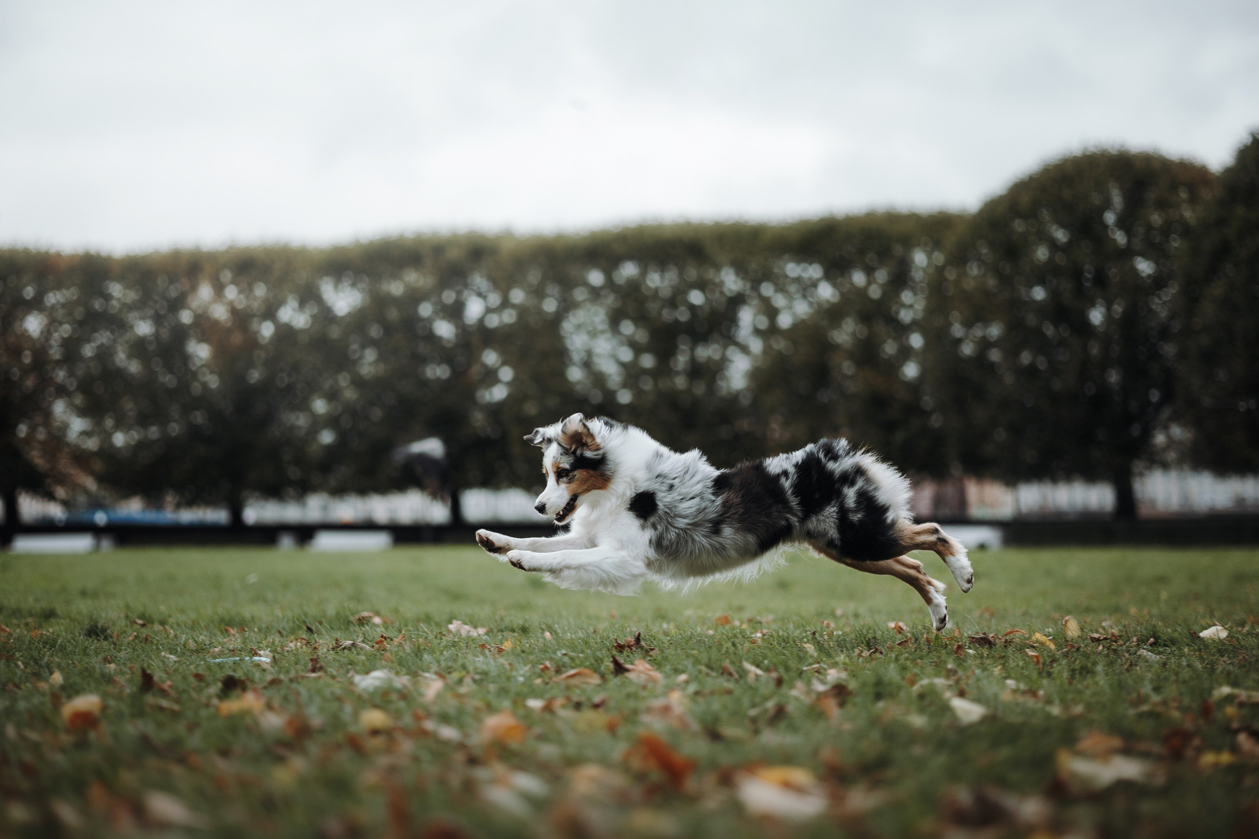 Ирина и Кайса. Фотограф — Анималист | Санкт-Петербург