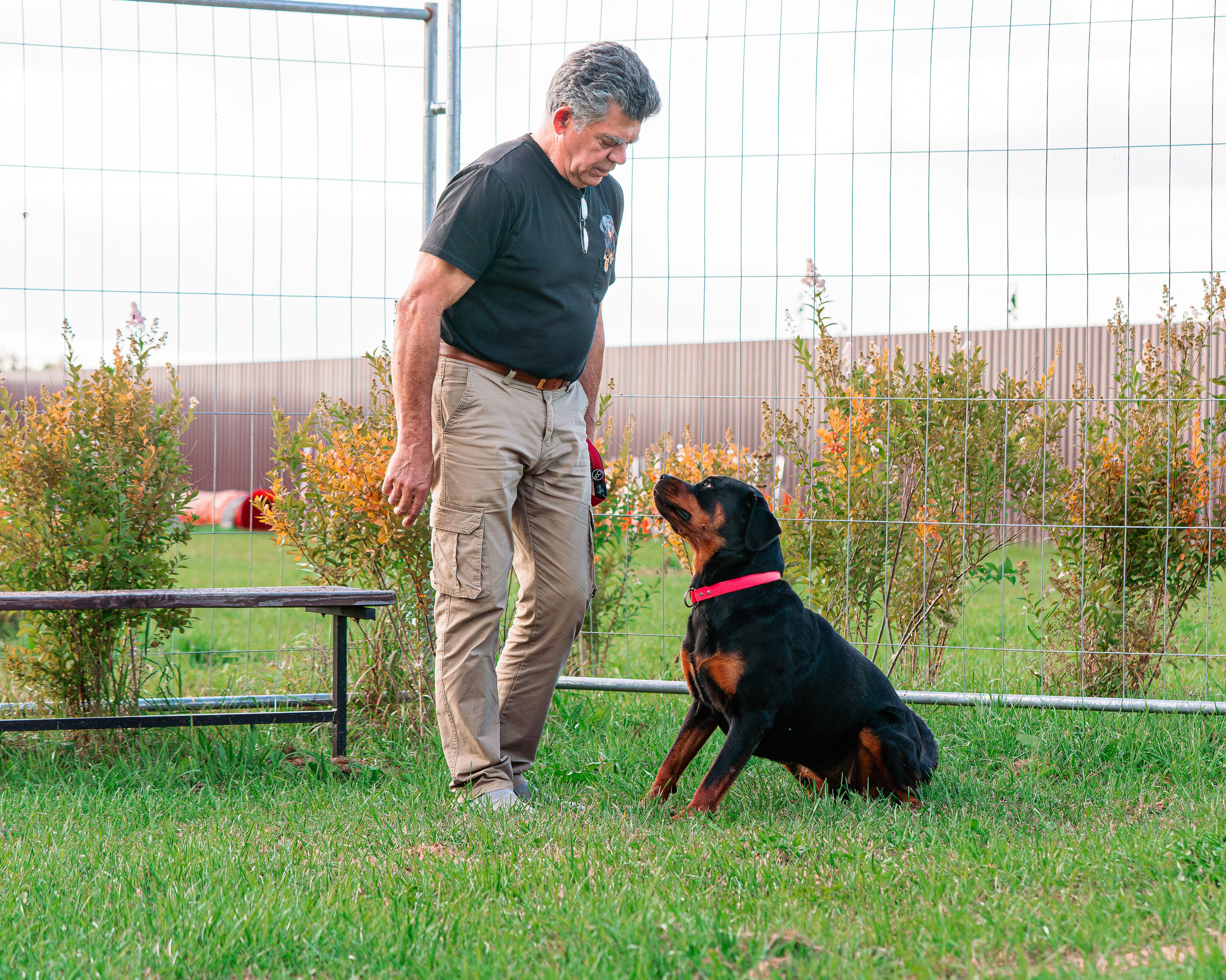 Ваш путь к ПОБЕДЕ (ТРЕНИРОВКИ). Фотограф-анималист, семейный фотограф в Москве и Подмосковье. Фотосъёмка кинологических дисциплин