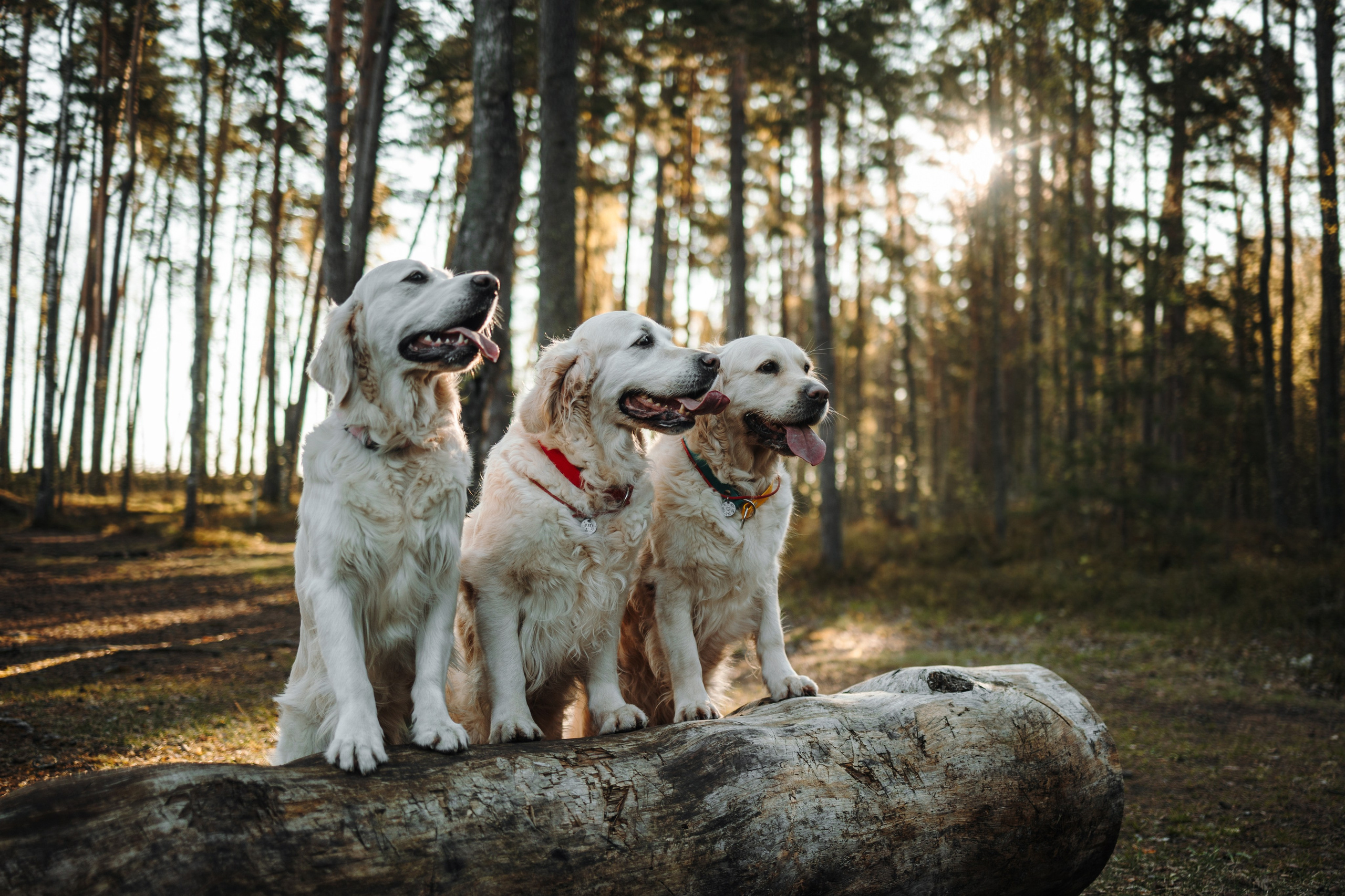Катя и ее девочки. Фотограф — Анималист | Санкт-Петербург
