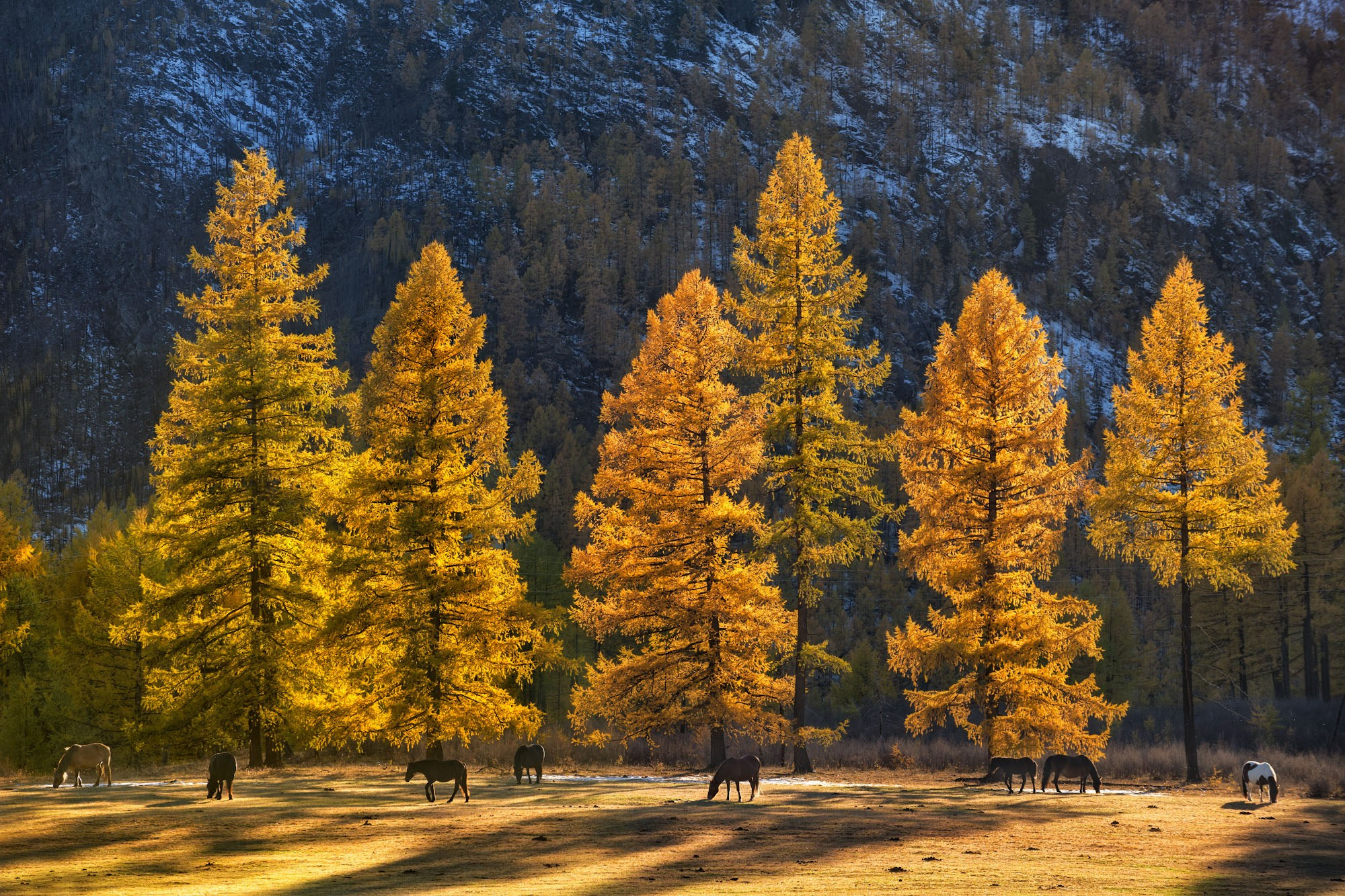 Фотографии Восточный Саян