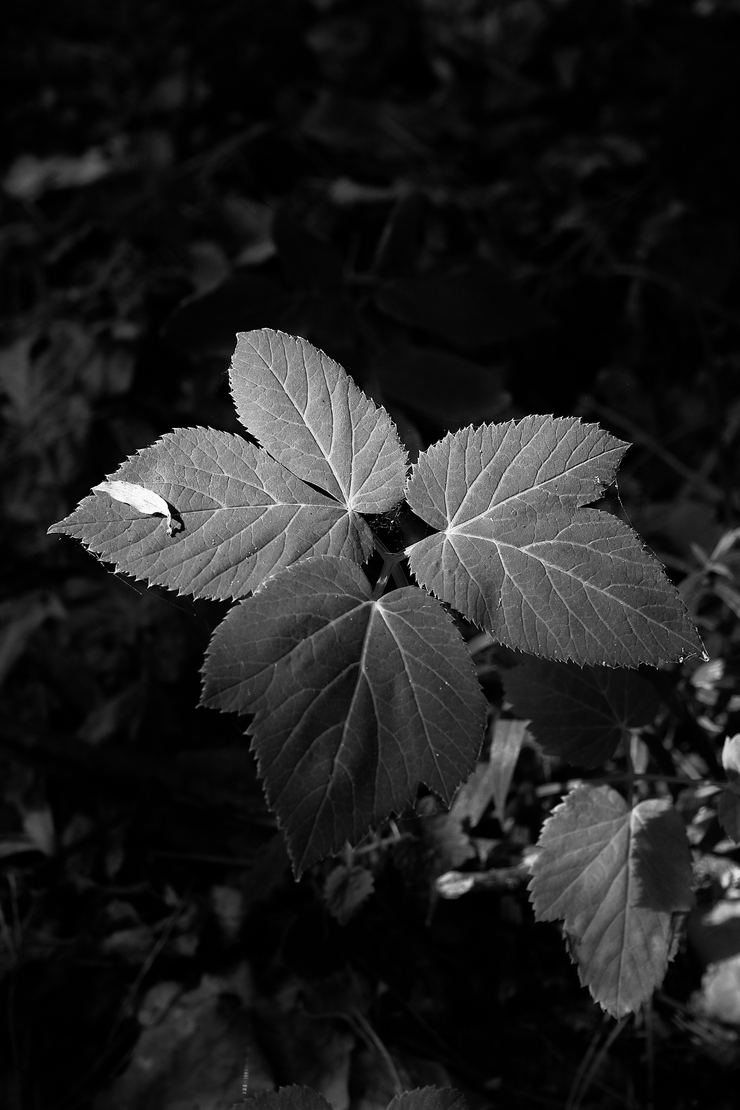 ЧБ  пейзажи (BnW landscape). Фотограф (photographer) Lischinski Vitaliy