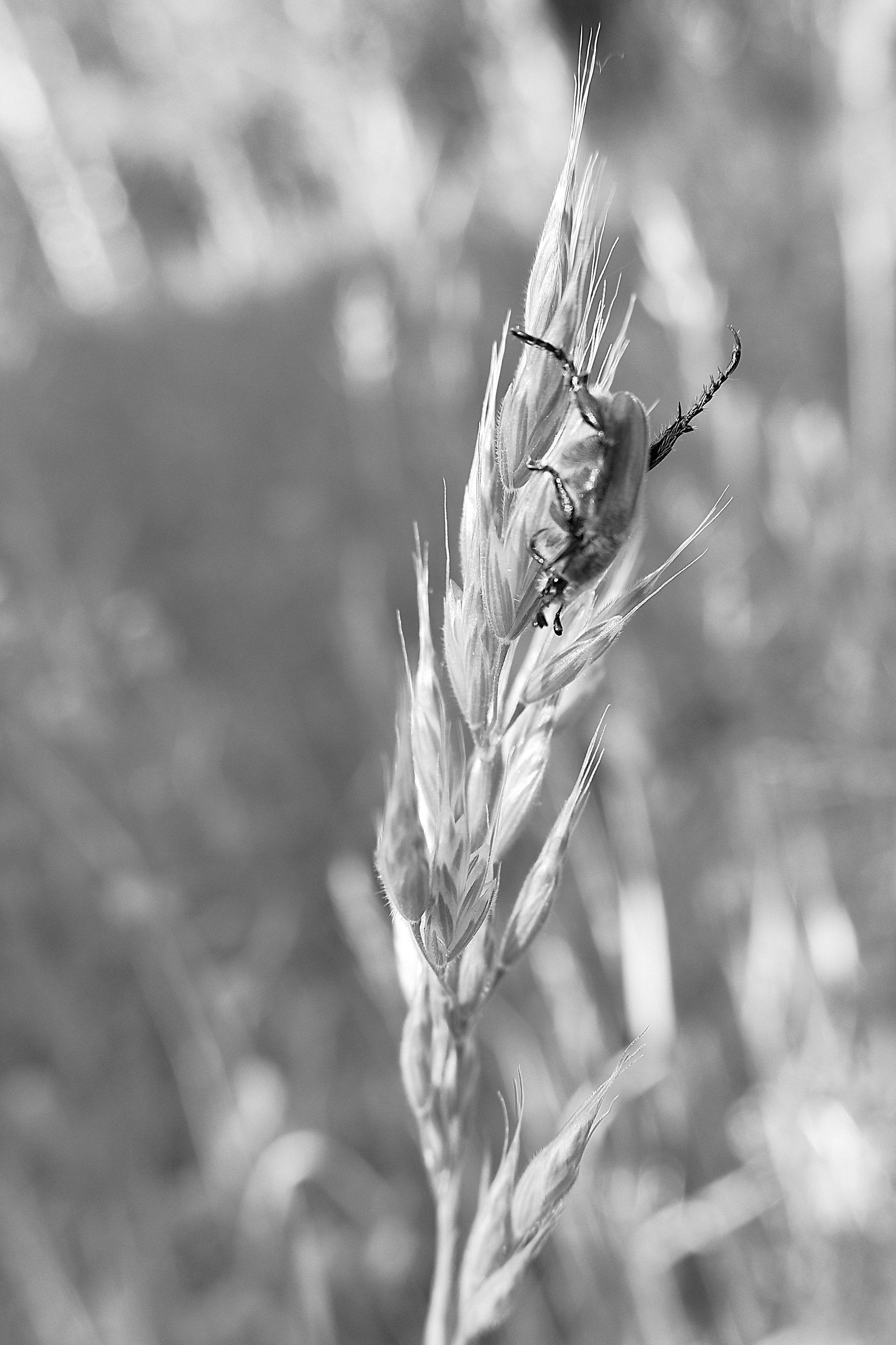 ЧБ  пейзажи (BnW landscape). Фотограф (photographer) Lischinski Vitaliy