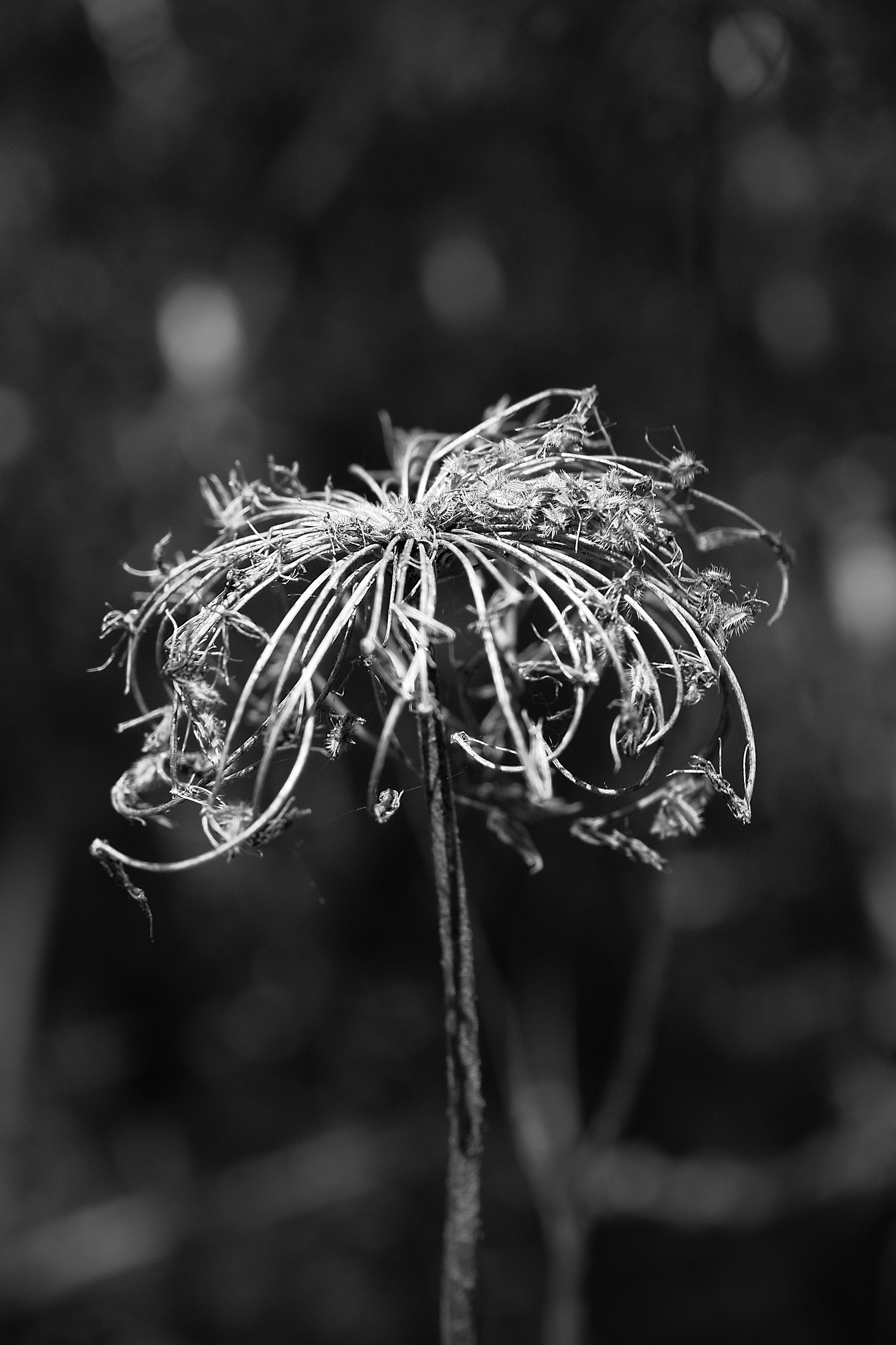 ЧБ  пейзажи (BnW landscape). Фотограф (photographer) Lischinski Vitaliy