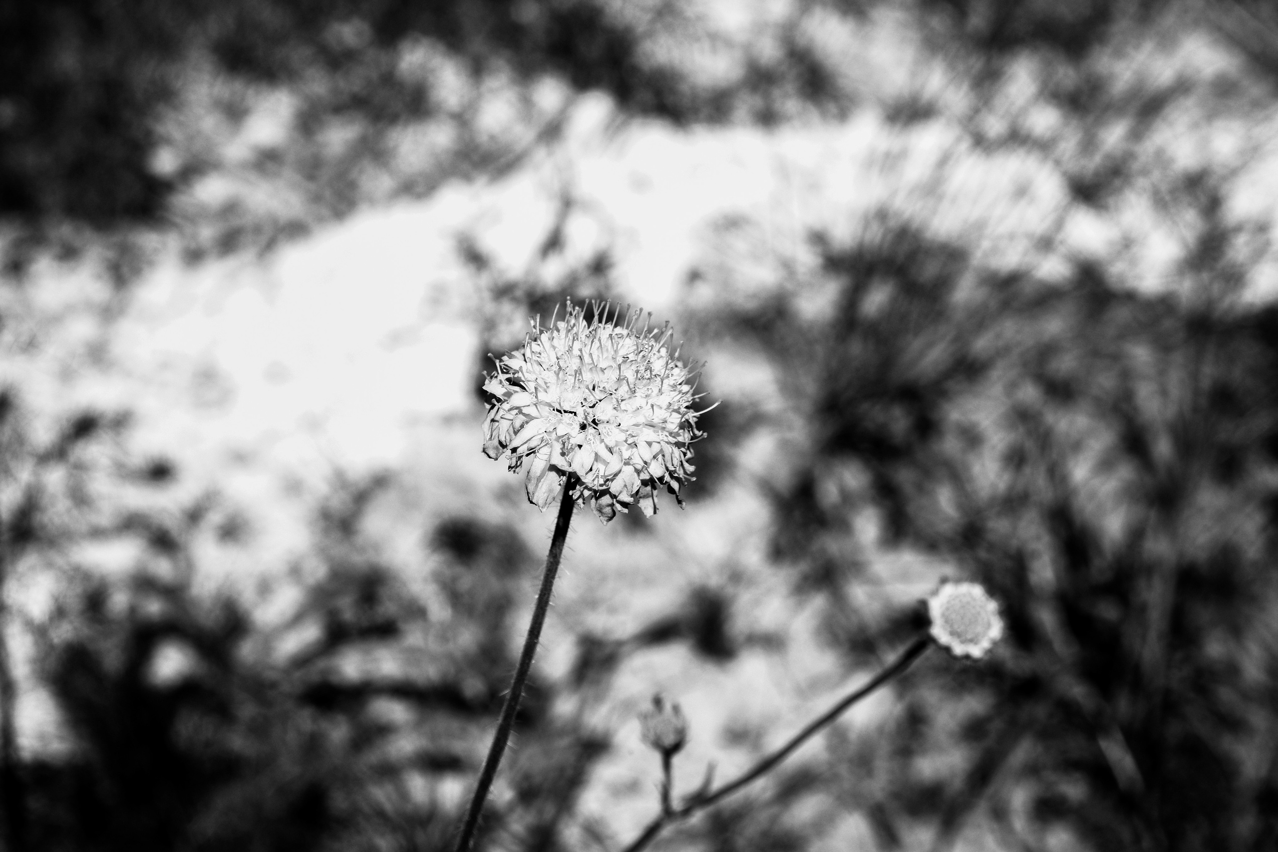 ЧБ  пейзажи (BnW landscape). Фотограф (photographer) Lischinski Vitaliy