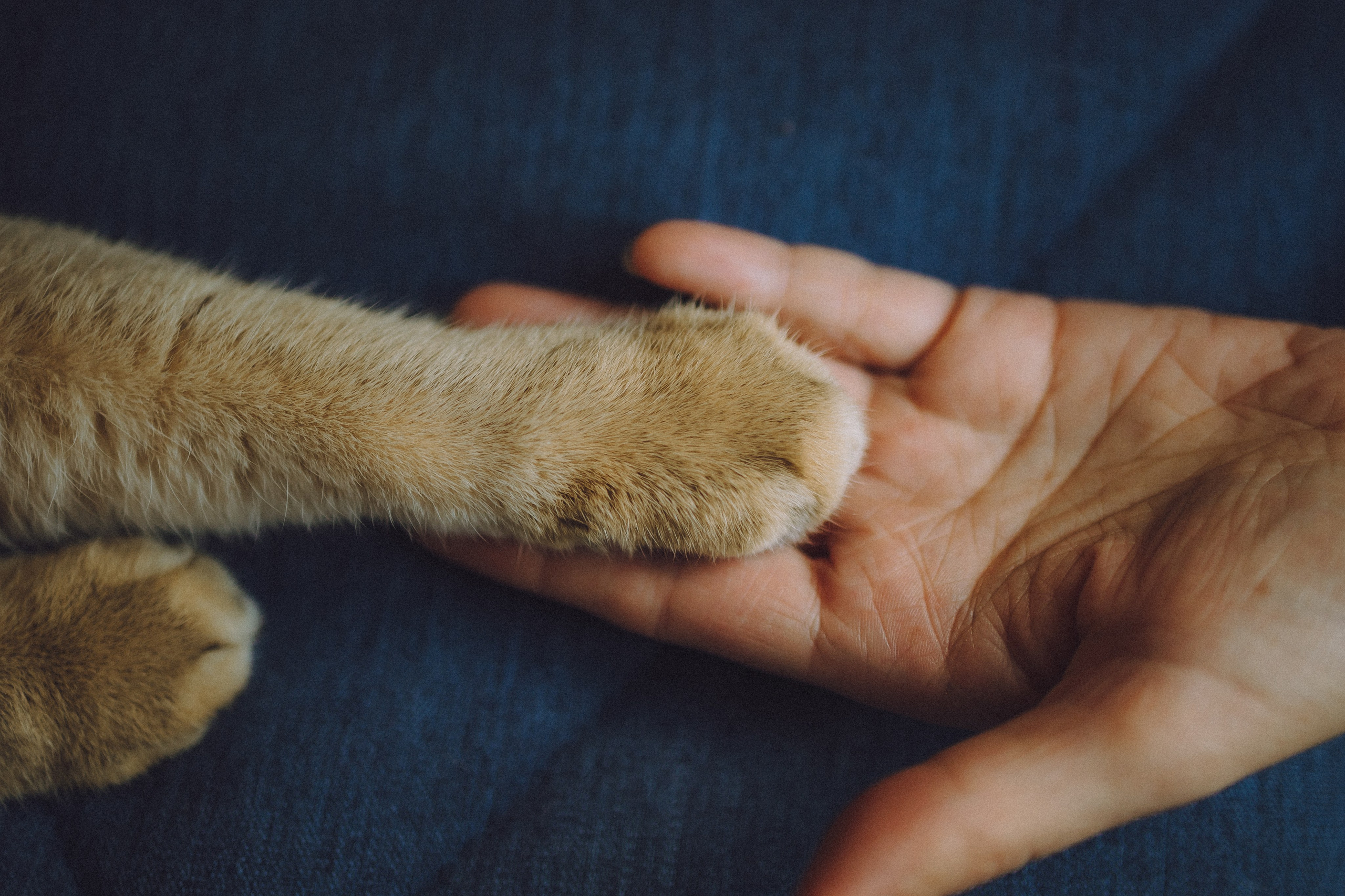 Генри и его семья