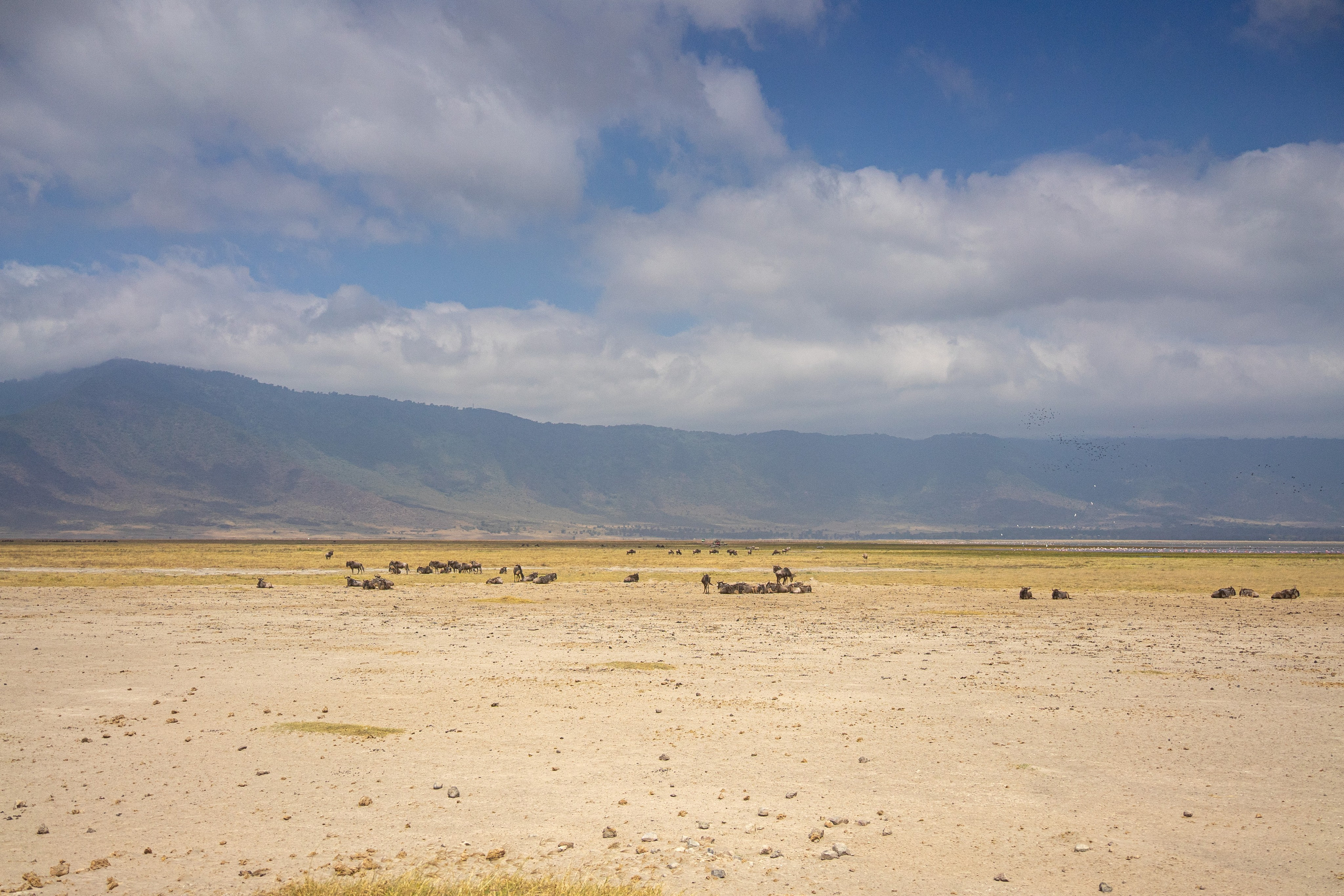 Танзания, сафари, 2025. Творческие сьемки