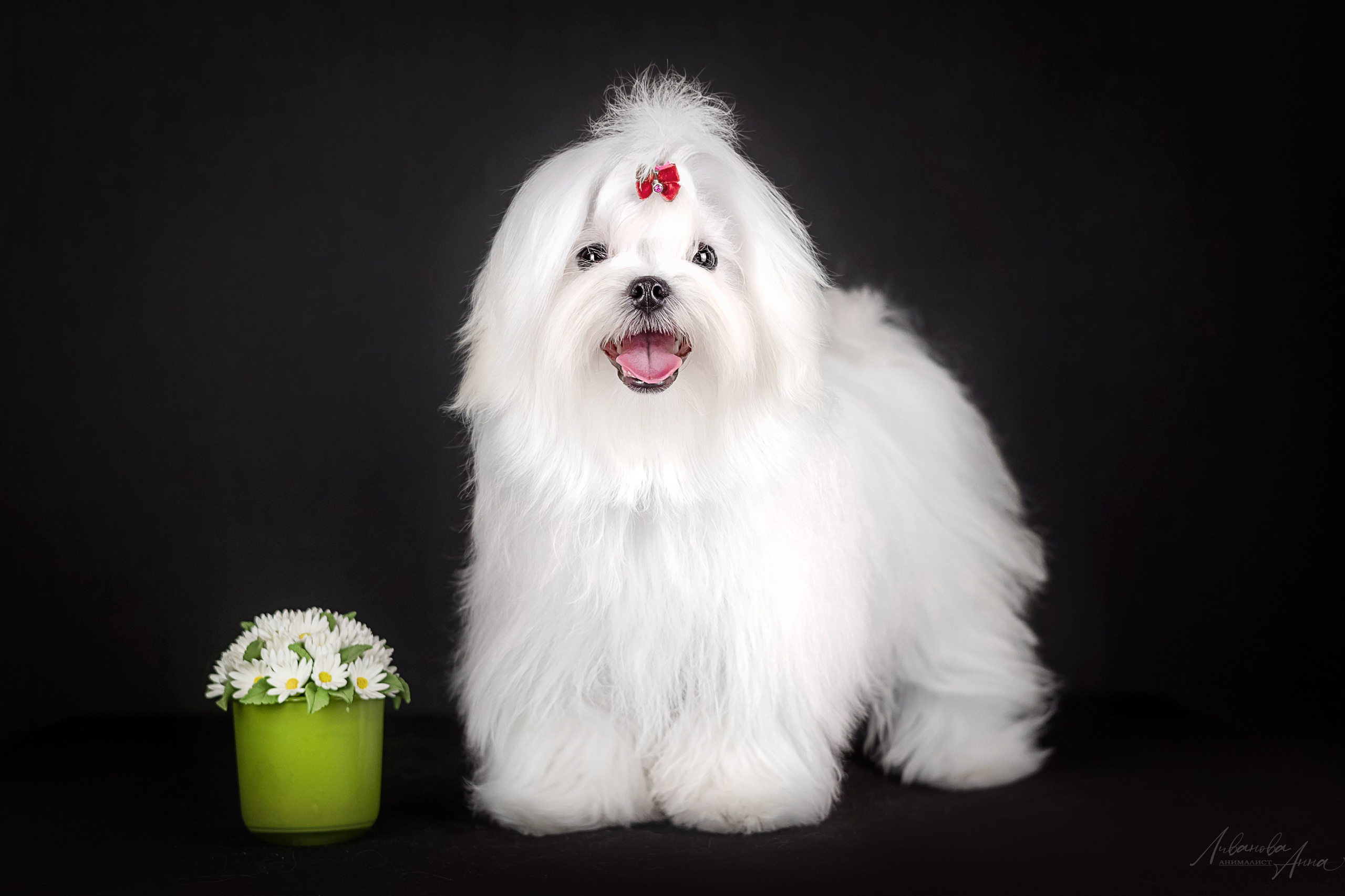 Мальтезе. Фотограф анималист Аня Ливанова | Рыбинск