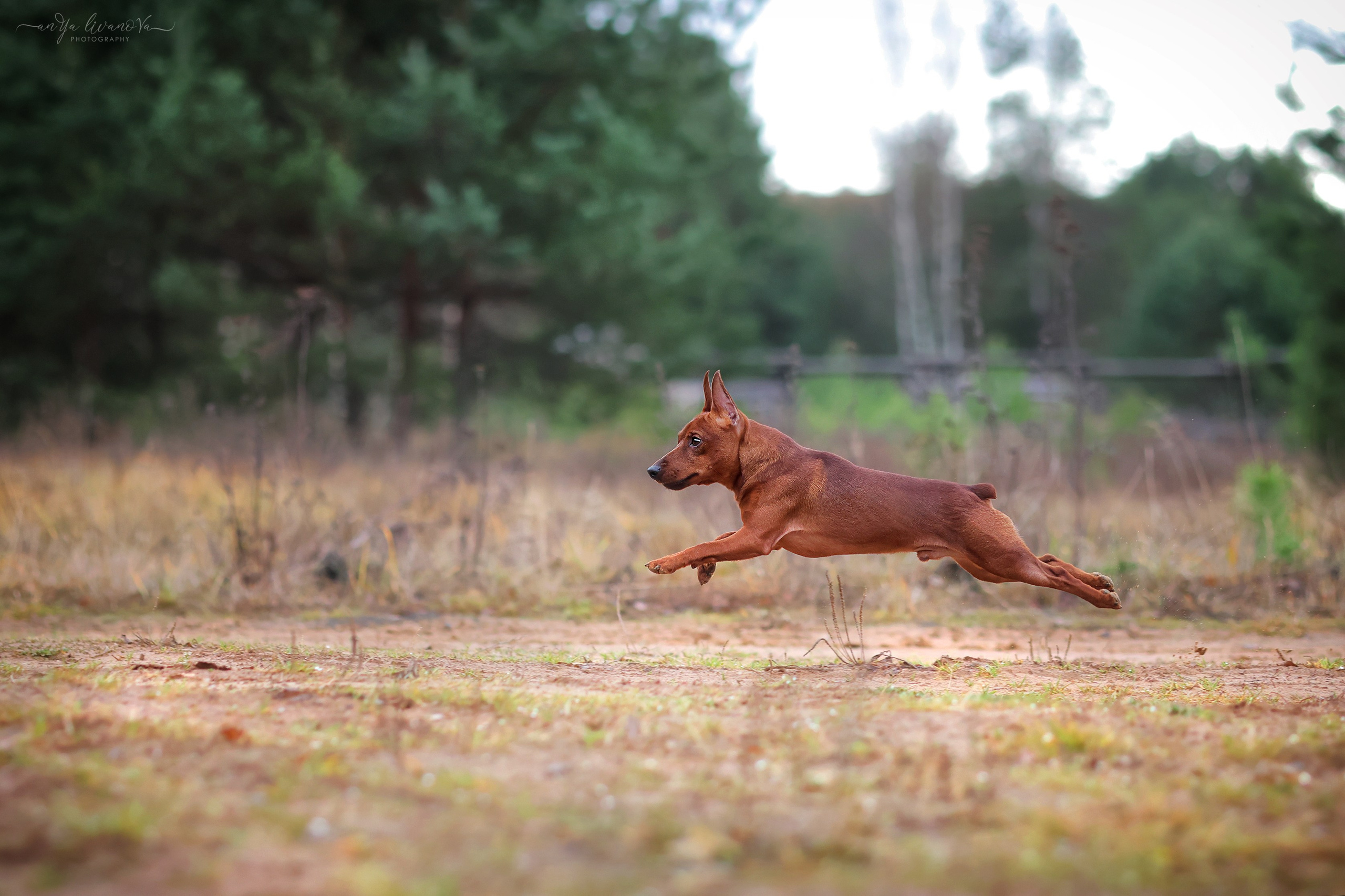 Пашка. Фотограф анималист Аня Ливанова | Рыбинск