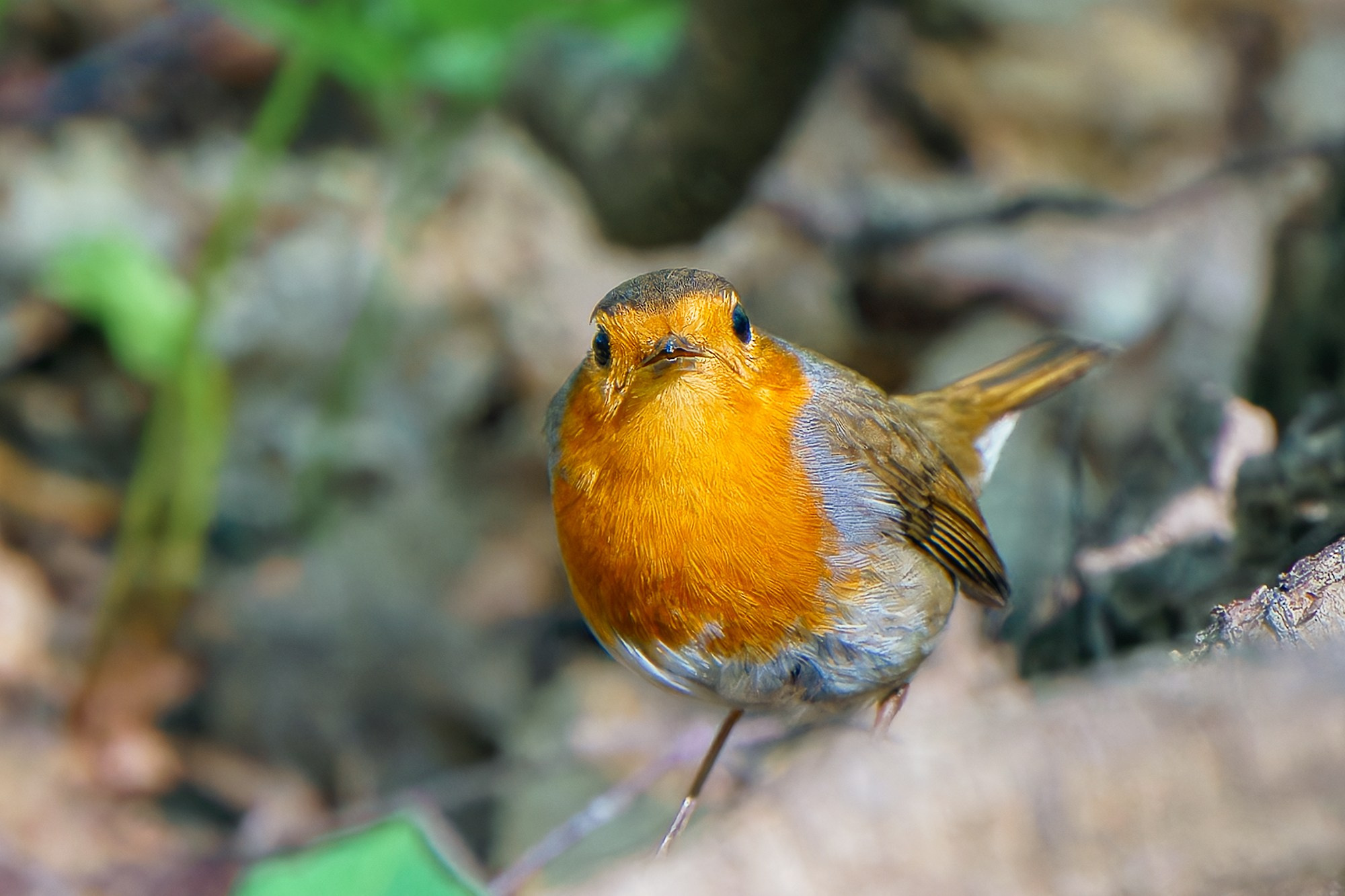 Удивительные мир птиц. Вокруг нас столько прекрасного — присмотритесь!. Ваш личный фотограф Марина Волкова