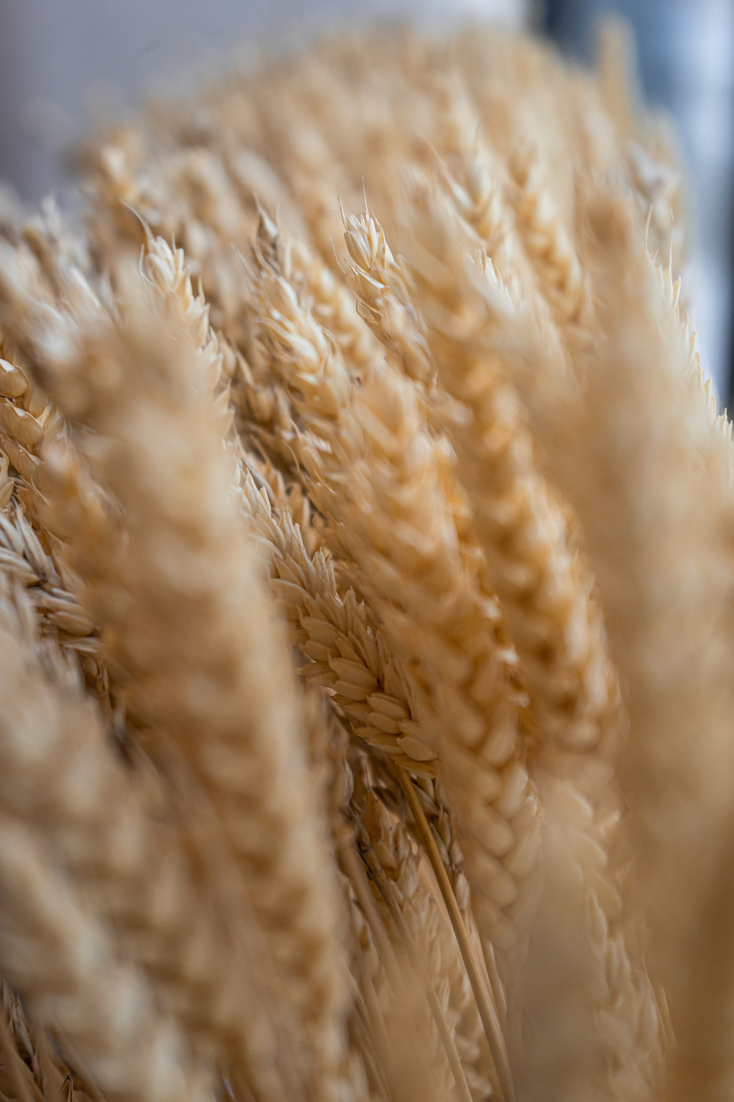 Negroni. Фуд-фотограф Караганда Астана