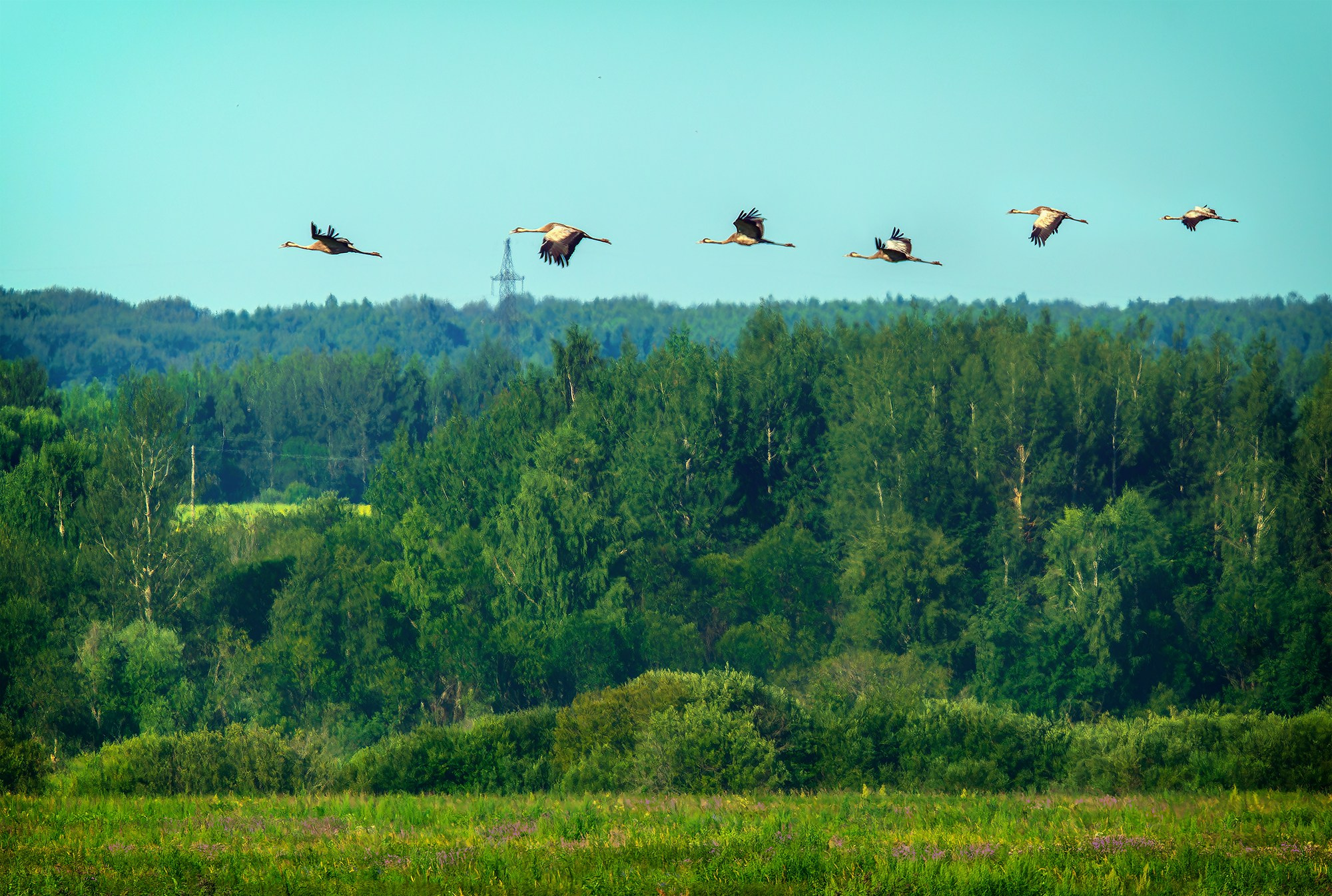 Удивительные мир птиц. Вокруг нас столько прекрасного — присмотритесь!. Ваш личный фотограф Марина Волкова