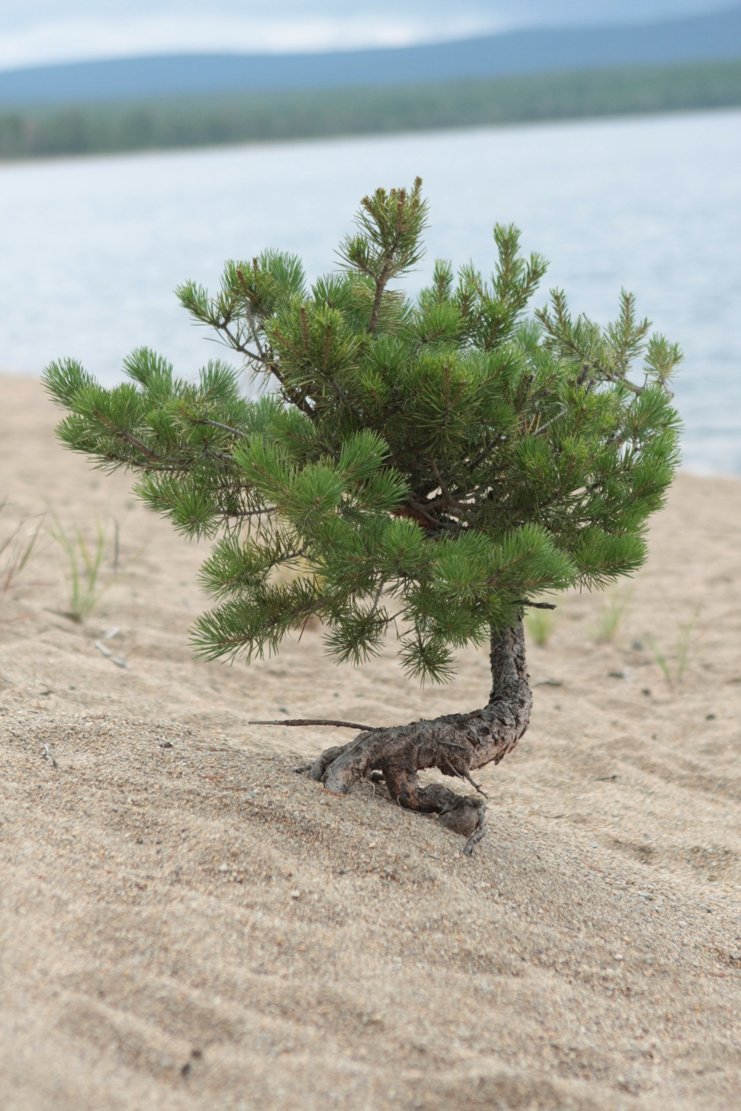 Фото Природы Забайкалья. Студия Максима Белослюдцева