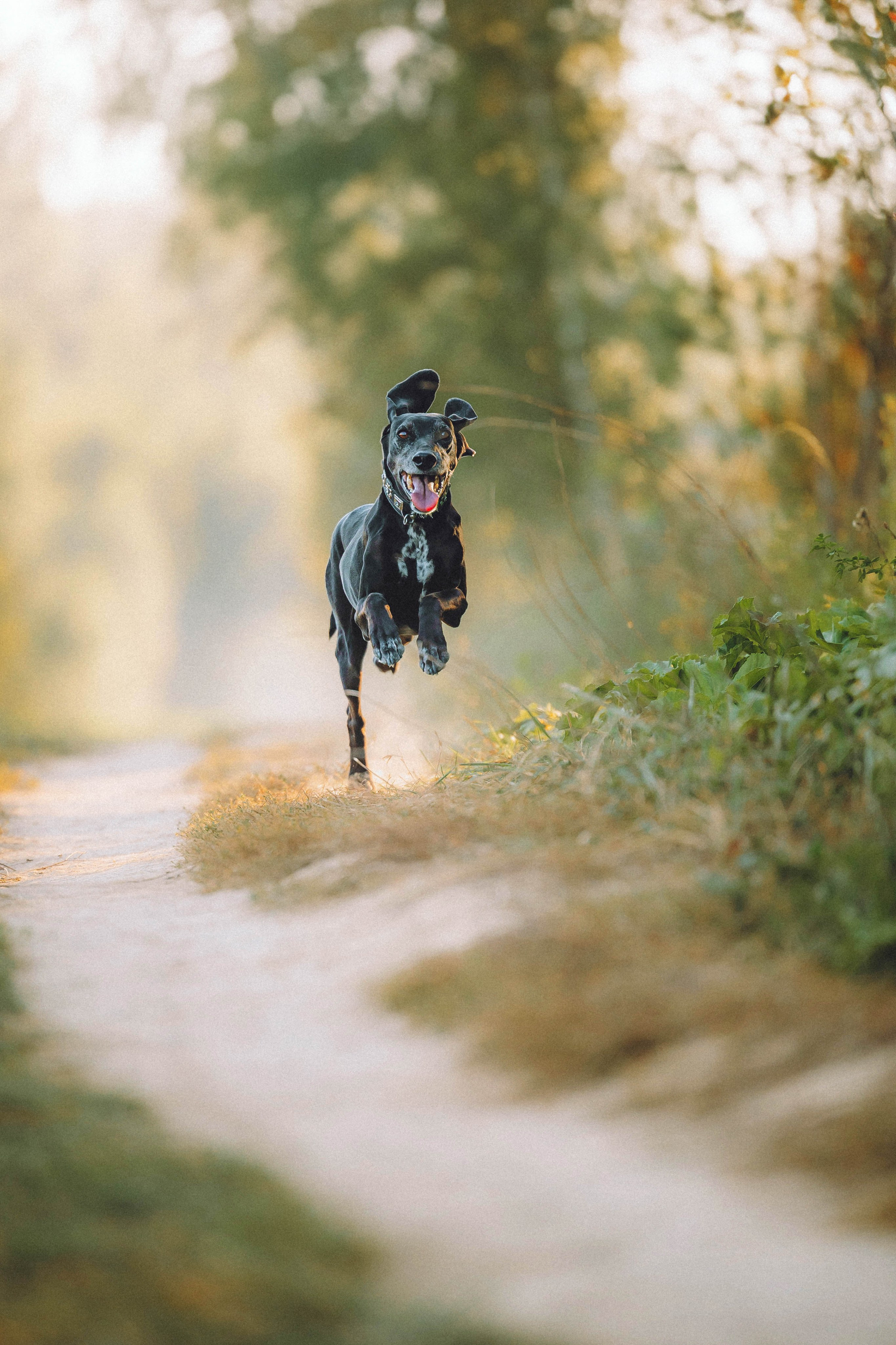 Камри и Пафи