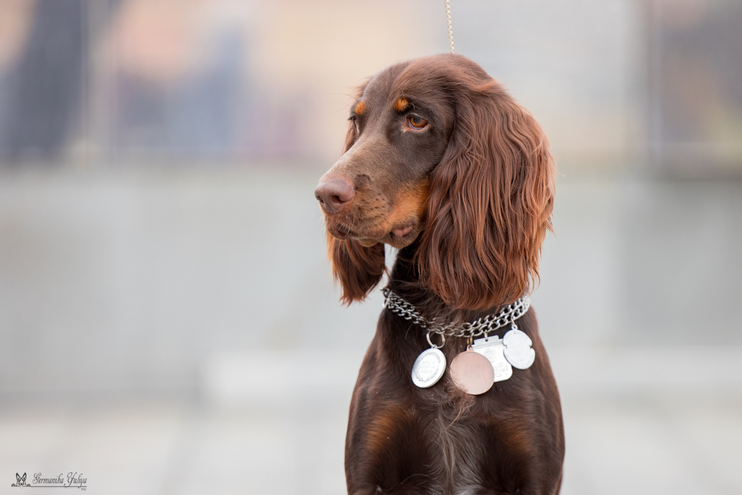 Нижний Новгород 21-22.10.2023. Фотограф-анималист Юлия Германика