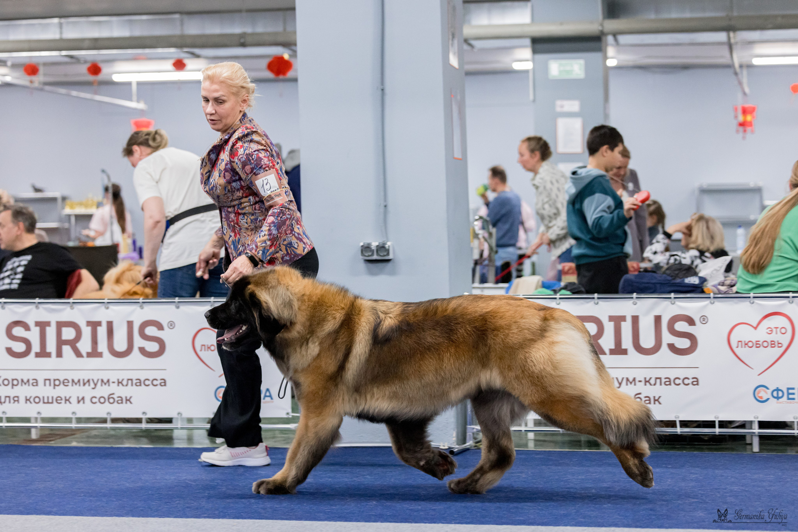 Сфера 29.10,Крокус 4.11,Сфера 12.11.2023. Фотограф-анималист Юлия Германика