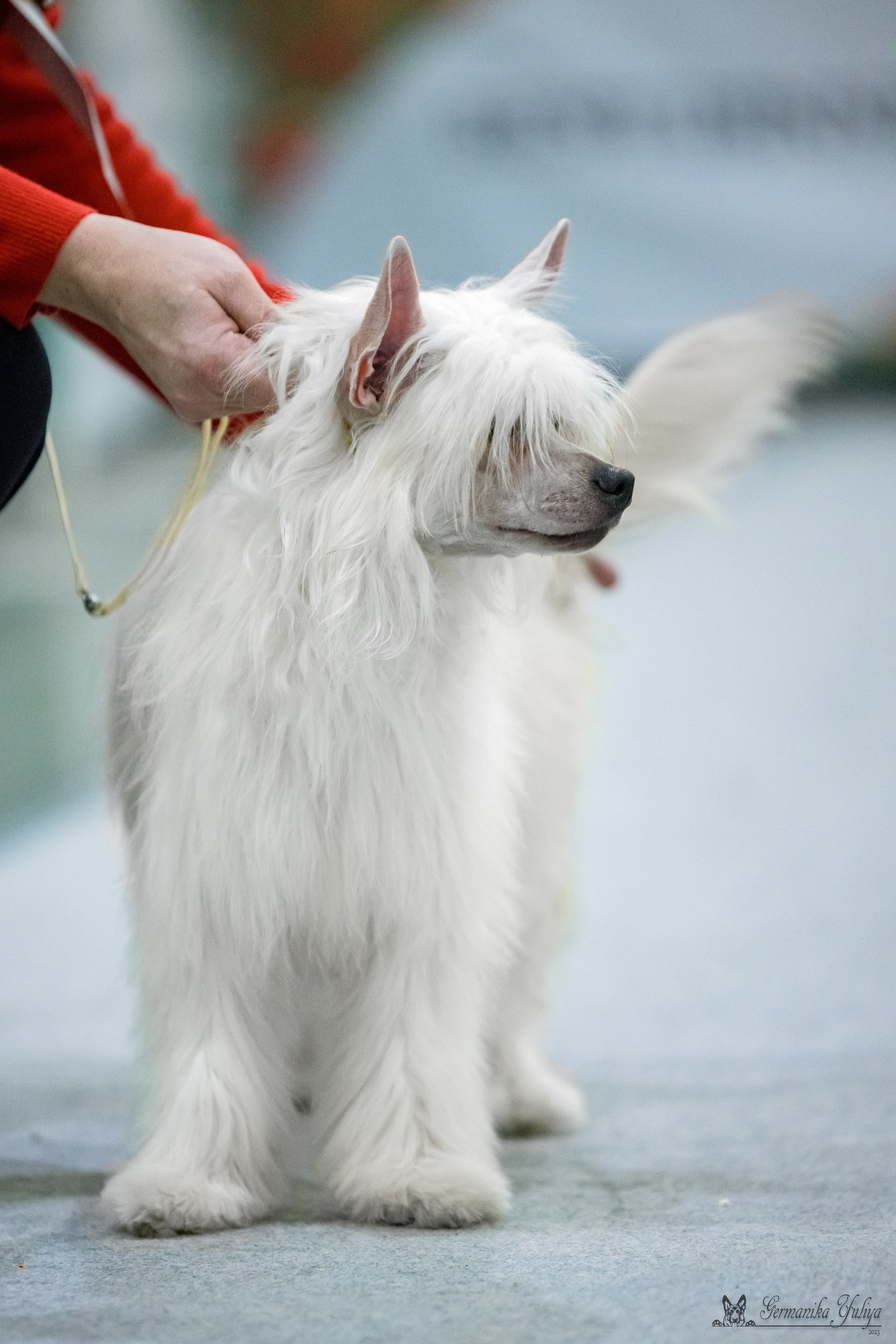ЕВРАЗИЯ 18-19.11.2023. Фотограф-анималист Юлия Германика