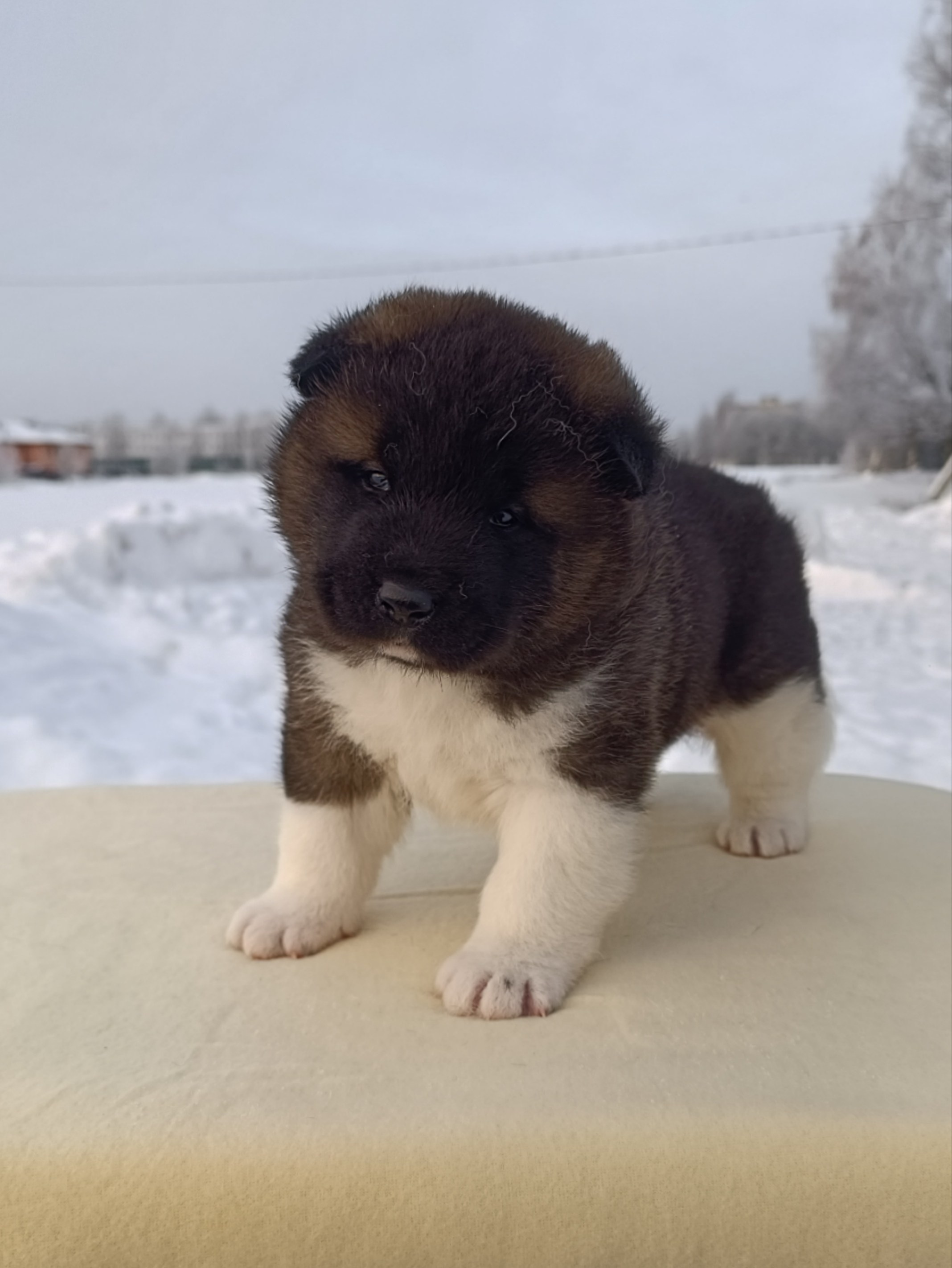 Rubylight Ctsar'. Американская акита I Сиба ину I Питомник RUBYLIGHT