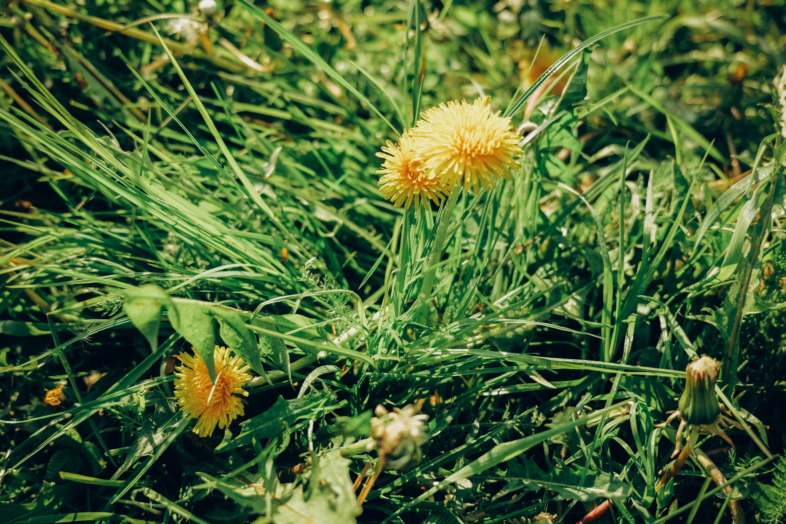 Женя, Аня и Машуня в Лугах