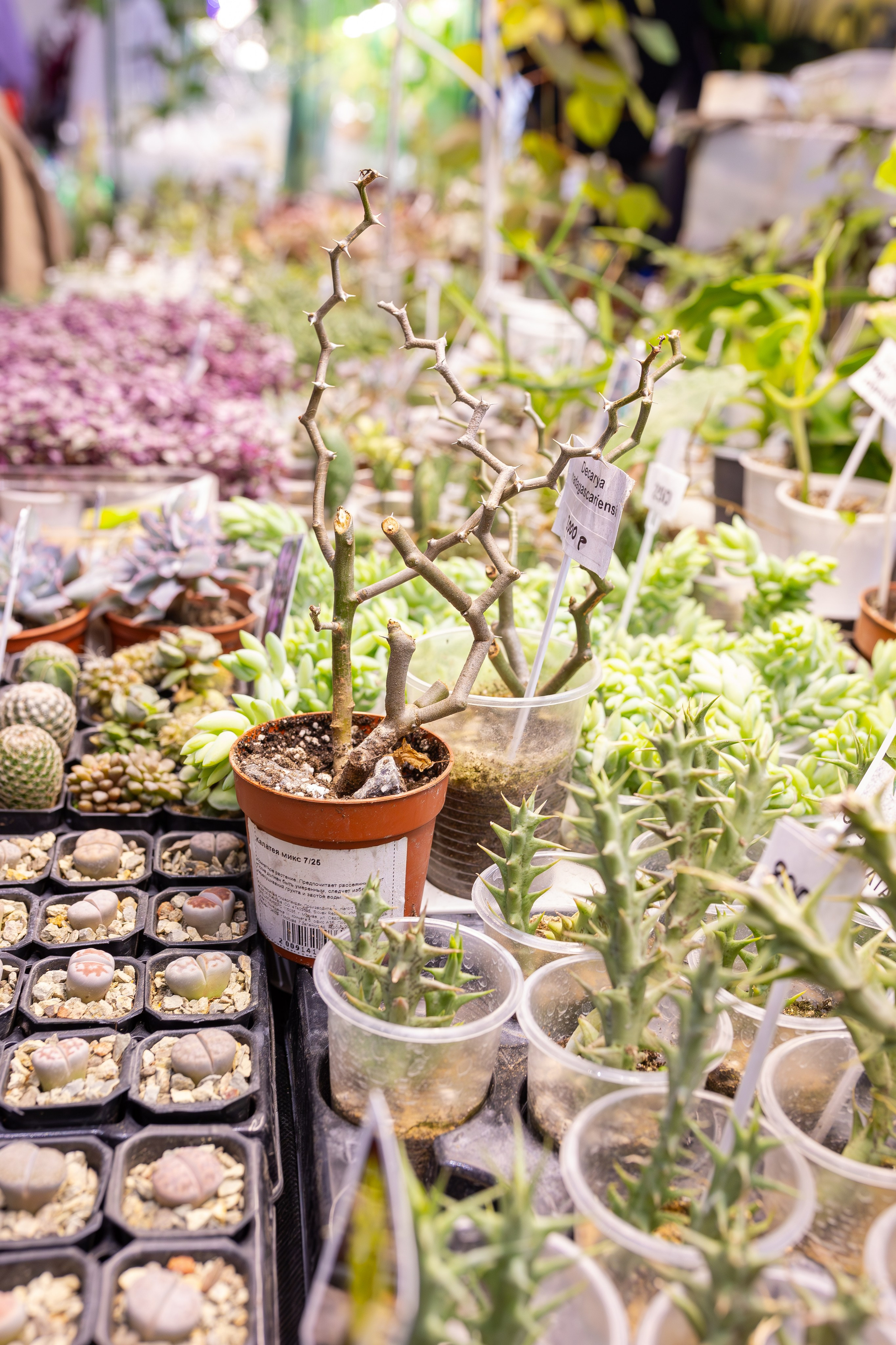 Монстериум 11–12 октября. Александра Куликова фотограф, Москва