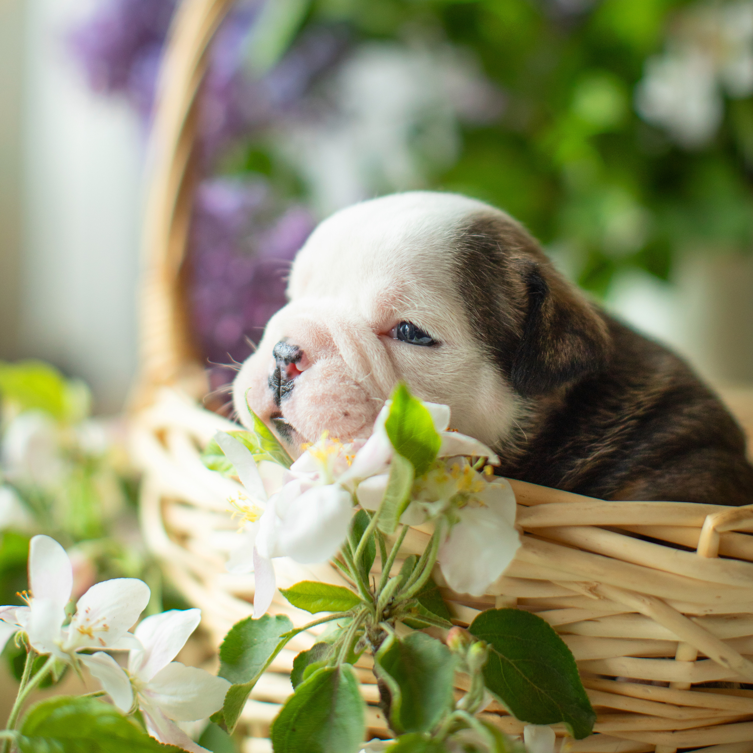 Щенки. Портретная и семейная съемка. Фотограф анималист