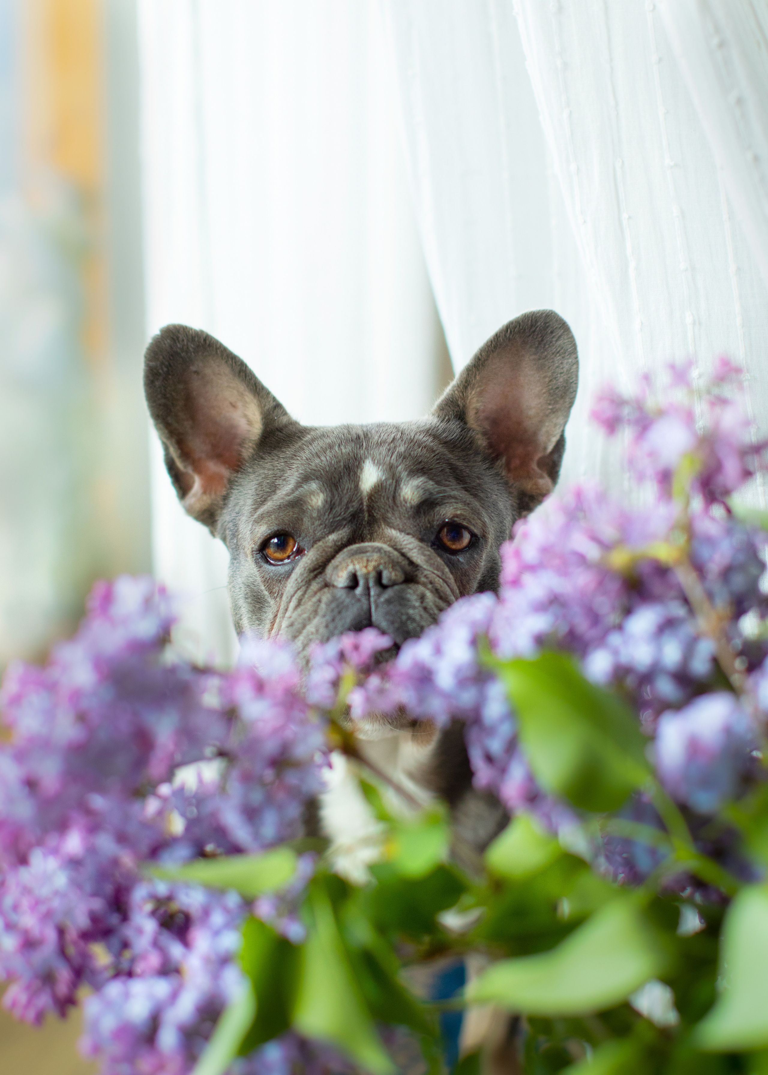 Щенки. Портретная и семейная съемка. Фотограф анималист