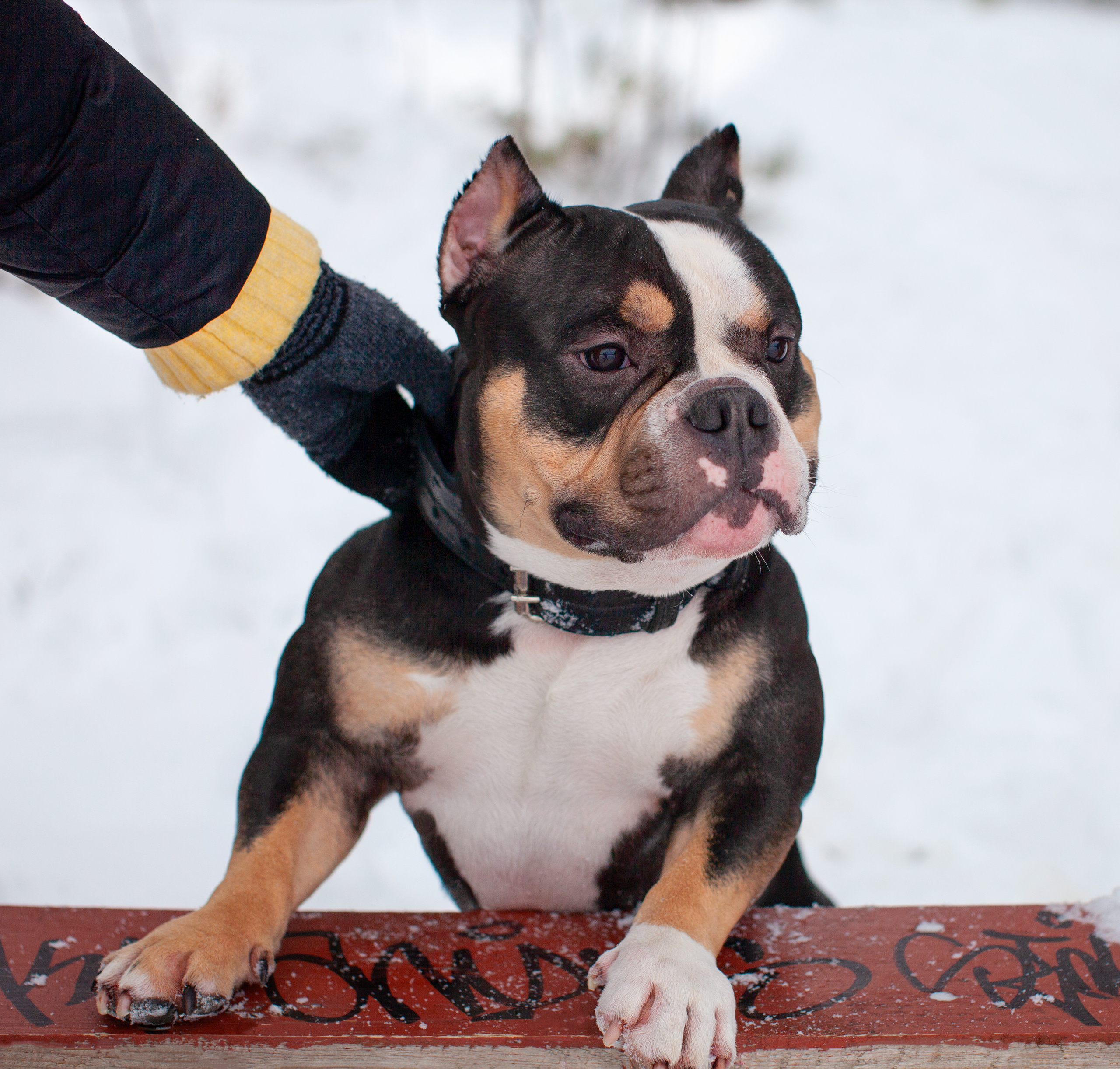 Зимой тепло в кругу семьи. Портретная и семейная съемка. Фотограф анималист