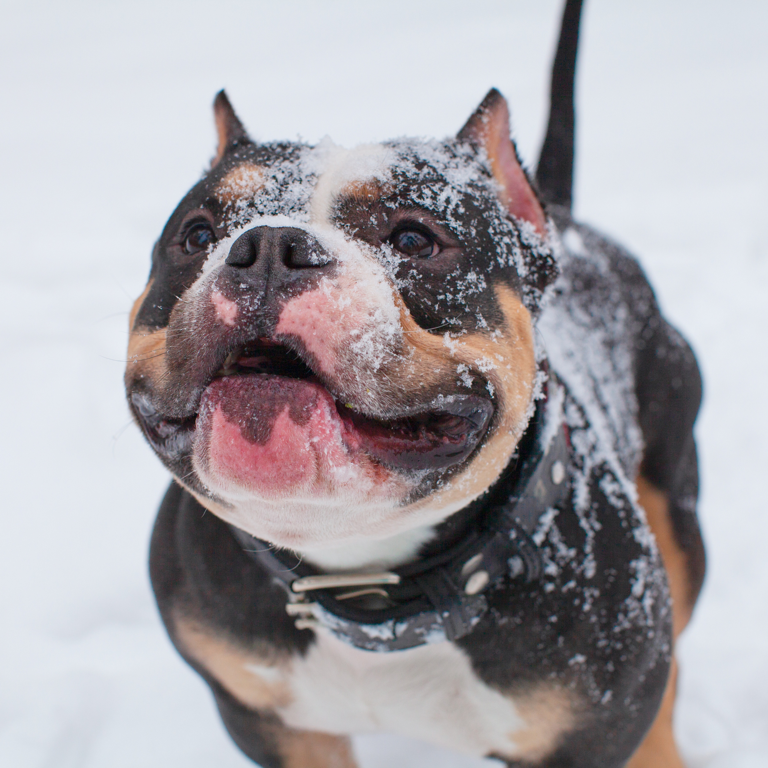 Зимой тепло в кругу семьи. Портретная и семейная съемка. Фотограф анималист