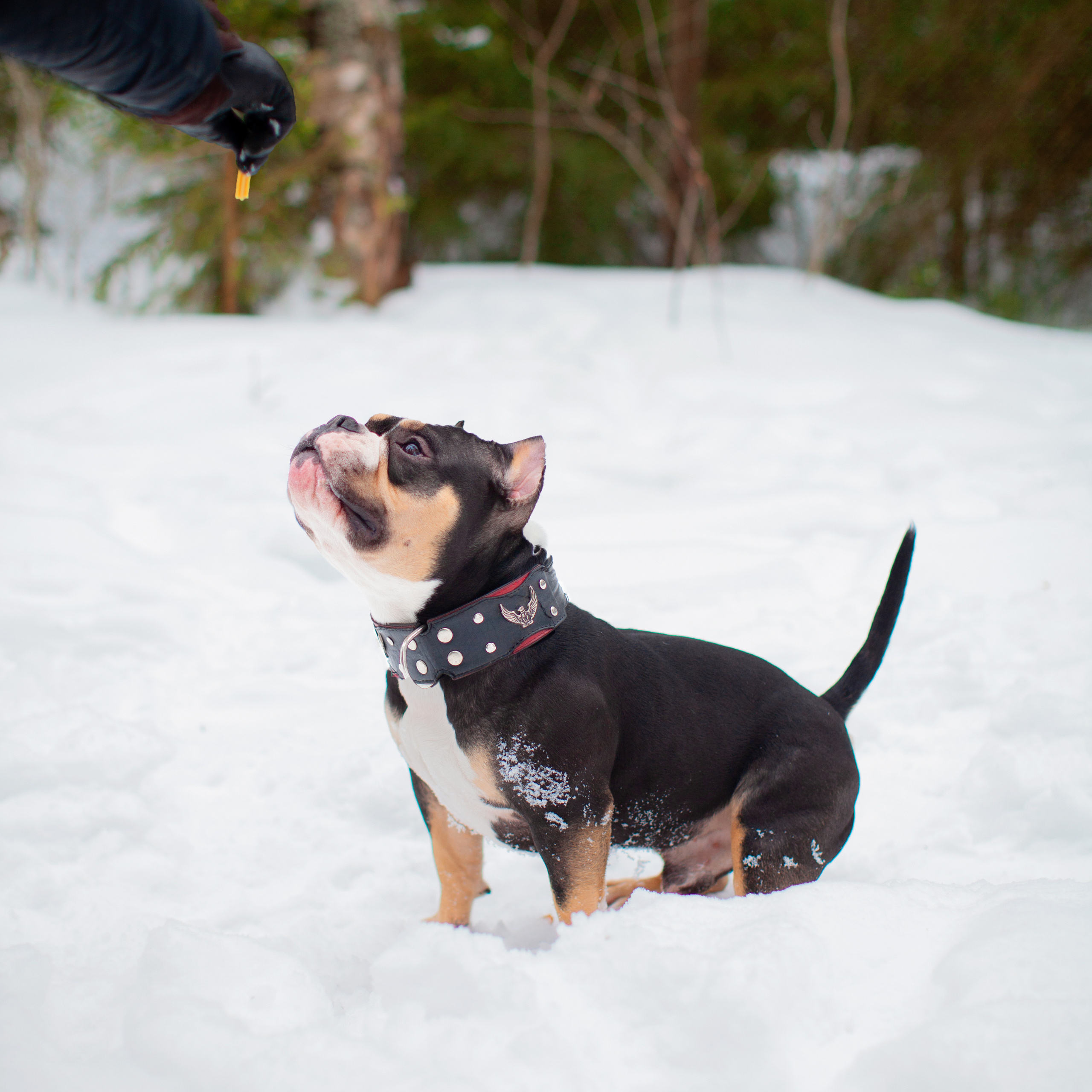 Зимой тепло в кругу семьи. Портретная и семейная съемка. Фотограф анималист